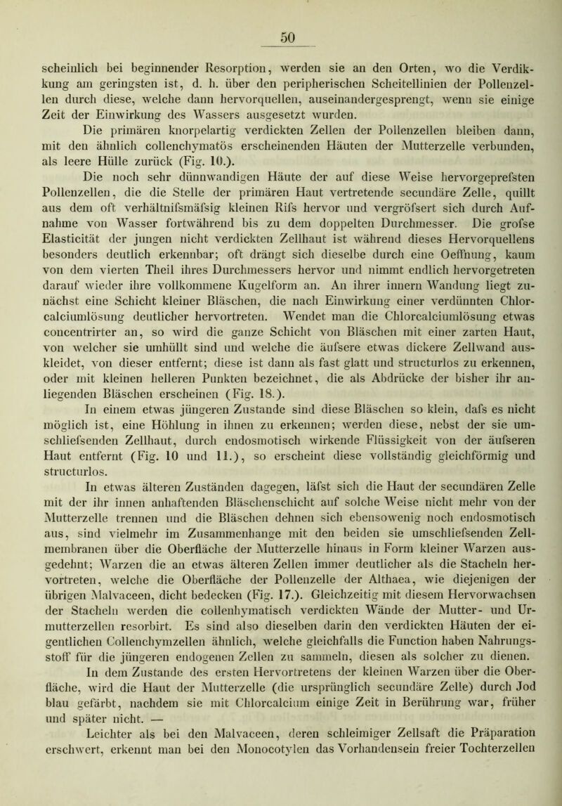 scheinlicli bei beginnender Resorption, werden sie an den Orten, wo die Verdik- kung am geringsten ist, d. h. über den peripherischen Scheitellinien der Pollenzel- len durch diese, welche dann hervorquellen, auseinandergesprengt, wenn sie einige Zeit der Einwirkung des Wassers ausgesetzt wurden. Die primären knorpelartig verdickten Zellen der Pollenzellen bleiben dann, mit den ähnlich collenchymatös erscheinenden Häuten der Mutterzelle verbunden, als leere Hülle zurück (Fig. 10.). Die noch sehr dünnwandigen Häute der auf diese Weise hervorgeprefsten Pollenzellen, die die Stelle der primären Haut vertretende secundäre Zelle, quillt aus dem oft verhältnifsmäfsig kleinen Rifs hervor und vergröfsert sich durch Auf- nahme von Wasser fortwährend bis zu dem doppelten Durchmesser. Die grofse Elasticität der jungen nicht verdickten Zellhaut ist während dieses Hervorquellens besonders deutlich erkennbar; oft drängt sich dieselbe durch eine Oeffnung, kaum von dem vierten Tlieil ihres Durchmessers hervor und nimmt endlich hervorgetreten darauf wieder ihre vollkommene Kugelform an. An ihrer inuern Wandung liegt zu- nächst eine Schicht kleiner Bläschen, die nach Einwirkung einer verdünnten Clilor- calciumlösung deutlicher hervortreten. Wendet man die Chlorcalciumlösung etwas coucentrirter an, so wird die ganze Schicht von Bläschen mit einer zarten Haut, von welcher sie umhüllt sind und welche die äufsere etwas dickere Zellwand aus- kleidet, von dieser entfernt; diese ist dann als fast glatt und structurlos zu erkennen, oder mit kleinen helleren Punkten bezeichnet, die als Abdrücke der bisher ihr an- liegenden Bläschen erscheinen (Fig. 18.). In einem etwas jüngeren Zustande sind diese Bläschen so klein, dafs es nicht möglich ist, eine Höhlung in ihnen zu erkennen; werden diese, nebst der sie um- schliefsenden Zellhaut, durch endosmotisch wirkende Flüssigkeit von der äufseren Haut entfernt (Fig. 10 und 11.), so erscheint diese vollständig gleichförmig und structurlos. In etwas älteren Zuständen dagegen, läfst sich die Haut der secundären Zelle mit der ihr innen anhaftenden Bläschenschicht auf solche Weise nicht mehr von der Mutterzelle trennen und die Bläschen dehnen sich ebensowenig noch endosmotisch aus, sind vielmehr im Zusammenhänge mit den beiden sie umschliefsenden Zell- membranen über die Oberfläche der Mutterzelle hinaus in Form kleiner Warzen aus- gedehnt; Warzen die an etwas älteren Zellen immer deutlicher als die Stacheln her- vortreten, welche die Oberfläche der Pollenzelle der Althaea, wie diejenigen der übrigen Malvaceen, dicht bedecken (Fig. 17.). Gleichzeitig mit diesem Hervorwachsen der Stacheln werden die collenhymatisch verdickten Wände der Mutter- und Ur- mutterzellen resorbirt. Es sind also dieselben darin den verdickten Häuten der ei- gentlichen Collenchymzellen ähnlich, welche gleichfalls die Function haben Nahrungs- stoff für die jüngeren endogenen Zellen zu sammeln, diesen als solcher zu dienen. In dem Zustande des ersten Hervortretens der kleinen Warzen über die Ober- fläche, wird die Haut der Mutterzelle (die ursprünglich secundäre Zelle) durch Jod blau gefärbt, nachdem sie mit Chlorcalcium einige Zeit in Berührung war, früher und später nicht. — Leichter als bei den Malvaceen, deren schleimiger Zellsaft die Präparation erschwert, erkennt man bei den Monocotylen das Vorhandensein freier Tochterzellen