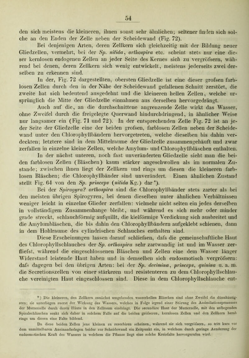 den sich meistens die kleineren, ihnen sonst sehr ähnlichen; seltener finden sich sol- che an den Enden der Zelle neben der Scheidewand (Fig. 72). Bei denjenigen Arten, deren Zellkern sich gleichzeitig mit der Bildung neuer Gliedzellen, vermehrt, bei der Sp. nitida, ortliospira etc. scheint stets nur eine die- ser kernlosen endogenen Zellen an jeder Seite des Kernes sich zu vergröfsern, wäh- rend bei denen, deren Zellkern sich wenig entwickelt, meistens jederseits zwei der- selben zu erkennen sind. In der, Fig. 72 dargestellten, obersten Gliedzelle ist eine dieser grofsen farb- losen Zellen durch den in der Nähe der Scheidewand gefallenen Schnitt zerstört, die zweite hat sich bedeutend ausgedehnt und die kleineren hellen Zellen, welche ur- sprünglich die Mitte der Gliedzelle einnahmen aus derselben hervorgedrängt. Auch auf die, an die durchschnittene angrenzende Zelle wirkt das Wasser, ohne Zweifel durch die freigelegte Querwand hindurchdringend, in ähnlicher Weise nur langsamer ein (Fig. 71 und 72). In der entsprechenden Zelle Fig. 72 ist an je- der Seite der Gliedzelle eine der beiden grofsen, farblosen Zellen neben der Scheide- wand unter den Chlorophyllbändern hervorgetreten, welche dieselben bis dahin ver- deckten; letztere sind in dem Mittelraume der Gliedzelle zusammengehäuft und zwar zerfallen in einzelne kleine Zellen, welche Amylum- und Chlorophyllbläschen enthalten. In der nächst unteren, noch fast unveränderten Gliedzelle sieht man die bei- den farblosen Zellen (Bläschen) kaum stärker angeschwollen als im normalen Zu- stande; zwischen ihnen liegt der Zellkern und rings um diesen die kleineren farb- losen Bläschen; die Chlorophyllbänder sind unverändert. Einen ähnlichen Zustand stellt Fig. 64 von den Sp. princeps (nitida Kg.) dar*). Bei der Spirogyra? ortliospira sind die Chlorophyllbänder stets zarter als bei den meisten übrigen Spirogyren, bei denen dieselben unter ähnlichen Verhältnissen weniger leicht in einzelne Glieder zerfallen: vielmehr nicht selten ein jedes derselben in vollständigem Zusammenhänge bleibt, und während es sich mehr oder minder grade streckt, schlauchförmig aufquillt, die kielförmige Verdickung sich ausbreitet und die Amylumbläschen, die bis dahin den Chlorophyllbändern aufgeklebt schienen, dann in dem Hohlraume des cylindrischen Schlauches enthalten sind. Diese Erscheinungen lassen darauf schliefsen, dafs die gemeinschaftliche Haut des Chlorophyllschlauches der Sp. ortliospira sehr zartwandig ist und im Wasser zer- fliefst, während die eingeschlossenen Bläschen und Zellen eine dem Wasser länger Widerstand leistende Haut haben und in demselben sich endosmotisch vergröfsern: dafs dagegen bei den übrigen Arten: bei der Sp. decimina, princeps, qninina u. a. m. die Secretionszellen von einer stärkeren und resistenteren zu dem Chlorophyllschlau- che vereinigten Haut eingeschlosscn sind. Diese in dem Chlorophyllschlauche ent- *) Die kleineren, den Zellkern zunächst umgebenden wasserhellen Bläschen sind ohne Zweifel die dünnhäutig- sten; sie unterliegen zuerst der Wirkung des Wassers, welches in Folge irgend einer Störung des Assimilationsprozesses der Mutterzelle durch deren Häute in den Zellraum eindringt. Die secundäre Haut der Mutterzelle, mit den anliegenden Spiralschlduchen senkt sich daher in solchem Falle auf die beiden gröfseren, kernlosen Zellen und den Zellkern herab rings um diesen eine Falte bildend. Da diese beiden Zellen jene kleinen zu resorbiren scheinen, wahrend sie sich vergröfsern, so tritt kurz vor dem unmittelbaren Aneinanderlegen beider zur Scheidewand ein Zeitpunkt ein, in welchem durch geringe Aenderung der endosmotischen Kraft des Wassers in welchem die Pflanze liegt eine solche Kreisfalte hervorgerufen wird.