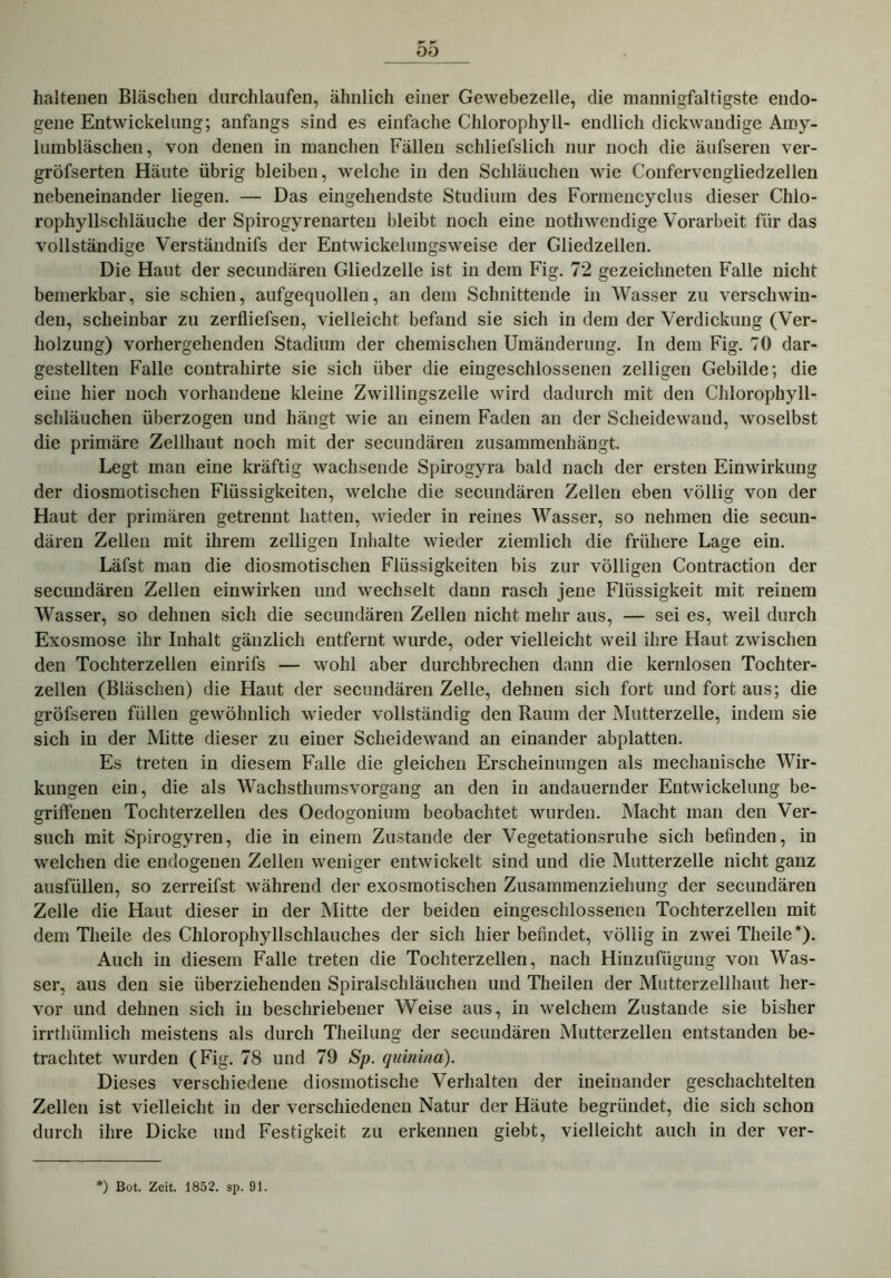 haltenen Bläschen durchlaufen, ähnlich einer Gewebezelle, die mannigfaltigste endo- gene Entwickelung; anfangs sind es einfache Chlorophyll- endlich dickwandige Amy- lumbläschen, von denen in manchen Fällen schliefslich nur noch die äufseren ver- größerten Häute übrig bleiben, welche in den Schläuchen wie Confervengliedzellen nebeneinander liegen. — Das eingehendste Studium des Formencyclus dieser Chlo- rophyllschläuche der Spirogyrenarten bleibt noch eine nothwendige Vorarbeit für das vollständige Verständnifs der Entwickelungsweise der Gliedzellen. Die Haut der secundären Gliedzelle ist in dem Fig. 72 gezeichneten Falle nicht bemerkbar, sie schien, aufgequollen, an dem Schnittende in Wasser zu verschwin- den, scheinbar zu zerfliefsen, vielleicht befand sie sich in dem der Verdickung (Ver- holzung) vorhergehenden Stadium der chemischen Umänderung. In dem Fig. 70 dar- gestellten Falle contrahirte sie sich über die eingeschlossenen zelligen Gebilde; die eine hier noch vorhandene kleine Zwillingszelle wird dadurch mit den Chlorophyll- schläuchen überzogen und hängt wie an einem Faden an der Scheidewand, woselbst die primäre Zellhaut noch mit der secundären zusammenhängt. Legt man eine kräftig wachsende Spirogyra bald nach der ersten Einwirkung der diosmotischen Flüssigkeiten, welche die secundären Zellen eben völlig von der Haut der primären getrennt hatten, wieder in reines Wasser, so nehmen die secun- dären Zellen mit ihrem zelligen Inhalte wieder ziemlich die frühere Lage ein. Läfst man die diosmotischen Flüssigkeiten bis zur völligen Contraction der secundären Zellen einwirken und wechselt dann rasch jene Flüssigkeit mit reinem Wasser, so dehnen sich die secundären Zellen nicht mehr aus, — sei es, weil durch Exosmose ihr Inhalt gänzlich entfernt wurde, oder vielleicht weil ihre Haut zwischen den Tochterzellen einrifs — wohl aber durchbrechen dann die kernlosen Tochter- zellen (Bläschen) die Haut der secundären Zelle, dehnen sich fort und fort aus; die gröfseren füllen gewöhnlich wieder vollständig den Raum der Mutterzelle, indem sie sich in der Mitte dieser zu einer Scheidewand an einander abplatten. Es treten in diesem Falle die gleichen Erscheinungen als mechanische Wir- kungen ein, die als Wachsthumsvorgang an den in andauernder Entwickelung be- griffenen Tochterzellen des Oedogonium beobachtet wurden. Macht man den Ver- such mit Spirogyren, die in einem Zustande der Vegetationsruhe sich befinden, in welchen die endogenen Zellen weniger entwickelt sind und die Mutterzelle nicht ganz ausfüllen, so zerreifst während der exosmotischen Zusammenziehung der secundären Zelle die Haut dieser in der Mitte der beiden eingeschlosseneu Tochterzellen mit dem Tlieile des Chlorophyllschlauches der sich hier befindet, völlig in zwei Theile*). Auch in diesem Falle treten die Tochterzellen, nach Hinzufügung von Was- ser, aus den sie überziehenden Spiralschläuchen und Theilen der Mutterzellhaut her- vor und dehnen sich in beschriebener Weise aus, in welchem Zustande sie bisher irrthiimlich meistens als durch Theilung der secundären Mutterzellen entstanden be- trachtet wurden (Fig. 78 und 79 Sp. quinina). Dieses verschiedene diosmotische Verhalten der ineinander geschachtelten Zellen ist vielleicht in der verschiedenen Natur der Häute begründet, die sich schon durch ihre Dicke und Festigkeit zu erkennen giebt, vielleicht auch in der ver- *) Bot. Zeit. 1852. sp. 91.