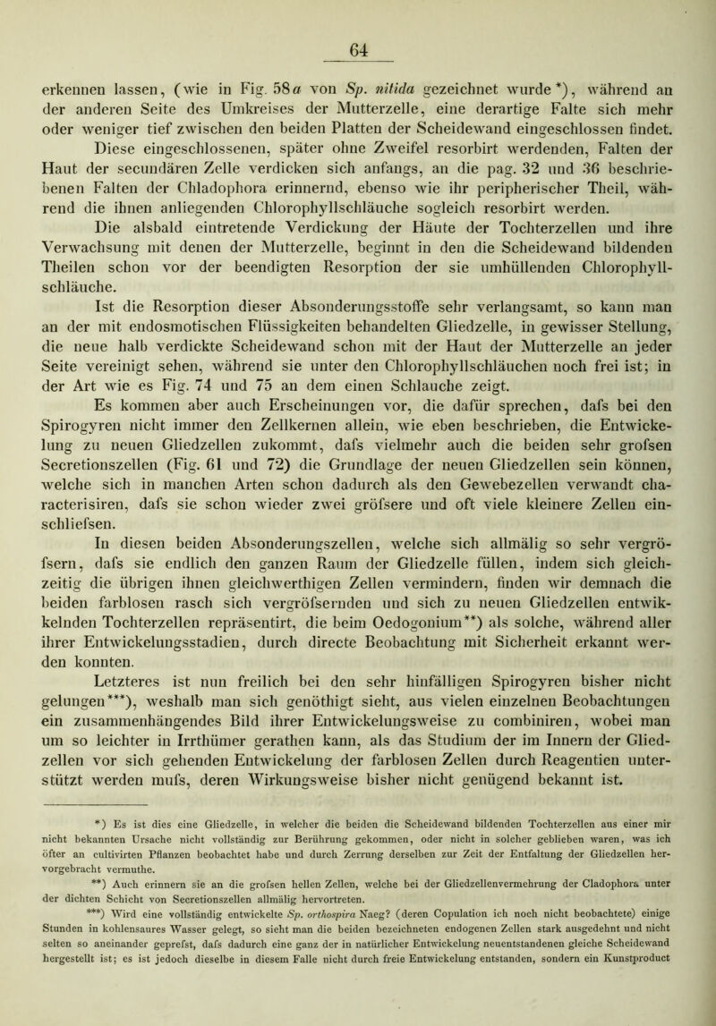erkennen lassen, (wie in Fig. 58er von Sp. nitida gezeichnet wurde*), während an der anderen Seite des Umkreises der Mntterzelle, eine derartige Falte sich mehr oder weniger tief zwischen den beiden Platten der Scheidewand eingeschlossen findet. Diese eingeschlossenen, später ohne Zweifel resorbirt werdenden, Falten der Haut der secundären Zelle verdicken sich anfangs, an die pag. 32 und 36 beschrie- benen Falten der Chladophora erinnernd, ebenso wie ihr peripherischer Theil, wäh- rend die ihnen anliegenden Chlorophyllschläuche sogleich resorbirt werden. Die alsbald eintretende Verdickung der Häute der Tochterzellen und ihre Verwachsung mit denen der Mutterzelle, beginnt in den die Scheidewand bildenden Theilen schon vor der beendigten Resorption der sie umhüllenden Chlorophyll- schläuche. Ist die Resorption dieser Absonderungsstoffe sehr verlangsamt, so kann man an der mit endosmotischen Flüssigkeiten behandelten Gliedzelle, in gewisser Stellung, die neue halb verdickte Scheidewand schon mit der Haut der Mntterzelle an jeder Seite vereinigt sehen, während sie unter den Chlorophyllschläuchen noch frei ist; in der Art wie es Fig. 74 und 75 an dem einen Schlauche zeigt. Es kommen aber auch Erscheinungen vor, die dafür sprechen, dafs bei den Spirogyren nicht immer den Zellkernen allein, wie eben beschrieben, die Entwicke- lung zu neuen Gliedzellen zukommt, dafs vielmehr auch die beiden sehr grofsen Secretionszellen (Fig. 61 und 72) die Grundlage der neuen Gliedzellen sein können, welche sich in manchen Arten schon dadurch als den Gewebezelleu verwandt cha- racterisiren, dafs sie schon wieder zwei gröfsere und oft viele kleinere Zellen ein- schliefsen. In diesen beiden Absonderungszellen, welche sich allmälig so sehr vergrö- fsern, dafs sie endlich den ganzen Raum der Gliedzelle füllen, indem sich gleich- zeitig die übrigen ihnen gleichwerthigen Zellen vermindern, finden wir demnach die beiden farblosen rasch sich vergröfserndeu und sich zu neuen Gliedzellen entwik- kelnden Tochterzellen repräsentirt, die beim Oedogonium**) als solche, während aller ihrer Entwickelungsstadien, durch directe Beobachtung mit Sicherheit erkannt wer- den konnten. Letzteres ist nun freilich bei den sehr hinfälligen Spirogyren bisher nicht gelungen***), weshalb man sich genöthigt sieht, aus vielen einzelnen Beobachtungen ein zusammenhängendes Bild ihrer Entwickelungsweise zu combiniren, wobei man um so leichter in Irrthümer gerathen kann, als das Studium der im Innern der Glied- zellen vor sich gehenden Entwickelung der farblosen Zellen durch Reagentien unter- stützt werden mufs, deren Wirkungsweise bisher nicht genügend bekannt ist. *) Es ist dies eine Gliedzelle, in welcher die beiden die Scheidewand bildenden Tochterzellen ans einer mir nicht bekannten Ursache nicht vollständig zur Berührung gekommen, oder nicht in solcher geblieben waren, was ich öfter an cultivirten Pflanzen beobachtet habe und durch Zerrung derselben zur Zeit der Entfaltung der Gliedzellen her- vorgebracht vermuthe. **) Auch erinnern sie an die grofsen hellen Zellen, welche bei der Gliedzellenvermehrung der Cladophora unter der dichten Schicht von Secretionszellen allmälig hervortreten. ***) Wird eine vollständig entwickelte Sp. orthospira Naeg? (deren Copulation ich noch nicht beobachtete) einige Stunden in kohlensaures Wasser gelegt, so sieht man die beiden bezeichneten endogenen Zellen stark ausgedehnt und nicht selten so aneinander geprefst, dafs dadurch eine ganz der in natürlicher Entwickelung neuentstandenen gleiche Scheidewand hergestellt ist; es ist jedoch dieselbe in diesem Falle nicht durch freie Entwickelung entstanden, sondern ein Kunstproduct