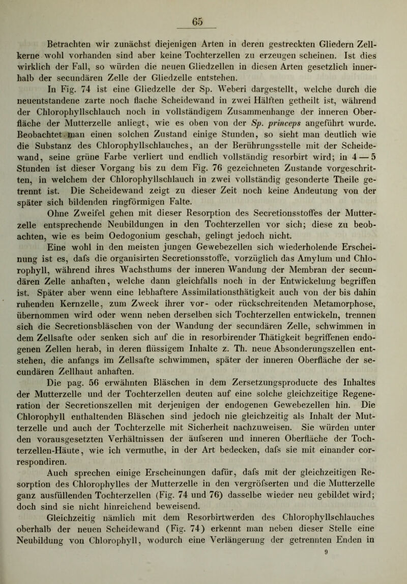 Betrachten wir zunächst diejenigen Arten in deren gestreckten Gliedern Zell- kerne wohl vorhanden sind aber keine Tochterzellen zu erzeugen scheinen. Ist dies wirklich der Fall, so würden die neuen Gliedzellen in diesen Arten gesetzlich inner- halb der secundären Zelle der Gliedzelle entstehen. In Fig. 74 ist eine Gliedzelle der Sp. Weberi dargestellt, welche durch die neuentstandene zarte noch flache Scheidewand in zwei Hälften getheilt ist, während der Chlorophyllschlauch noch in vollständigem Zusammenhänge der inneren Ober- fläche der Mutterzelle anliegt, wie es oben von der Sp. princeps angeführt wurde. Beobachtet man einen solchen Zustand einige Stunden, so sieht mau deutlich wie die Substanz des Chlorophyllschlauches, au der Berührungsstelle mit der Scheide- wand, seine grüne Farbe verliert und endlich vollständig resorbirt wird; in 4 — 5 Stunden ist dieser Vorgang bis zu dem Fig. 76 gezeichneten Zustande vorgeschrit- ten, in welchem der Chlorophyllschlauch in zwei vollständig gesonderte Theile ge- trennt ist. Die Scheidewand zeigt zu dieser Zeit noch keine Andeutung von der später sich bildenden ringförmigen Falte. Ohne Zweifel gehen mit dieser Resorption des Secretionsstoffes der Mutter- zelle entsprechende Neubildungen in den Tochterzellen vor sich; diese zu beob- achten, wie es beim Oedogonium geschah, gelingt jedoch nicht. Eine wohl in den meisten jungen Gewebezellen sich wiederholende Erschei- nung ist es, dafs die organisirten Secretionsstoffe, vorzüglich das Amylum und Chlo- rophyll, während ihres Wachsthums der inneren Wandung der Membran der secun- dären Zelle anhaften, welche dann gleichfalls noch in der Entwickelung begriffen ist. Später aber wenn eine lebhaftere Assimilationsthätigkeit auch von der bis dahin ruhenden Kernzelle, zum Zweck ihrer vor- oder rückschreitenden Metamorphose, übernommen wird oder wenn neben derselben sich Tochterzellen entwickeln, trennen sich die Secretionsbläschen von der Wandung der secundären Zelle, schwimmen in dem Zellsafte oder senken sich auf die in resorbirender Thätigkeit begriffenen endo- genen Zellen herab, in deren flüssigem Inhalte z. Th. neue Absonderungszellen ent- stehen, die anfangs im Zellsafte schwimmen, später der inneren Oberfläche der se- cundären Zellhaut anhaften. Die pag. 56 erwähnten Bläschen in dem Zersetzungsproducte des Inhaltes der Mutterzelle und der Tochterzellen deuten auf eine solche gleichzeitige Regene- ration der Secretionszellen mit derjenigen der endogenen Gewebezellen hin. Die Chlorophyll enthaltenden Bläschen sind jedoch nie gleichzeitig als Inhalt der Mut- terzelle und auch der Tochterzelle mit Sicherheit nachzuweisen. Sie würden unter den vorausgesetzten Verhältnissen der äufseren und inneren Oberfläche der Toch- terzellen-Häute, wie ich vermuthe, in der Art bedecken, dafs sie mit einander cor- respondiren. Auch sprechen einige Erscheinungen dafür, dafs mit der gleichzeitigen Re- sorption des Chlorophylles der Mutterzelle in den vergröfserten und die Mutterzelle ganz ausfüllenden Tochterzellen (Fig. 74 und 76) dasselbe wieder neu gebildet wird; doch sind sie nicht hinreichend beweisend. Gleichzeitig nämlich mit dem Resorbirtwerden des Chlorophyllschlauches oberhalb der neuen Scheidewand (Fig. 74) erkennt mau neben dieser Stelle eine Neubildung von Chlorophyll, wodurch eine Verlängerung der getrennten Enden in 9