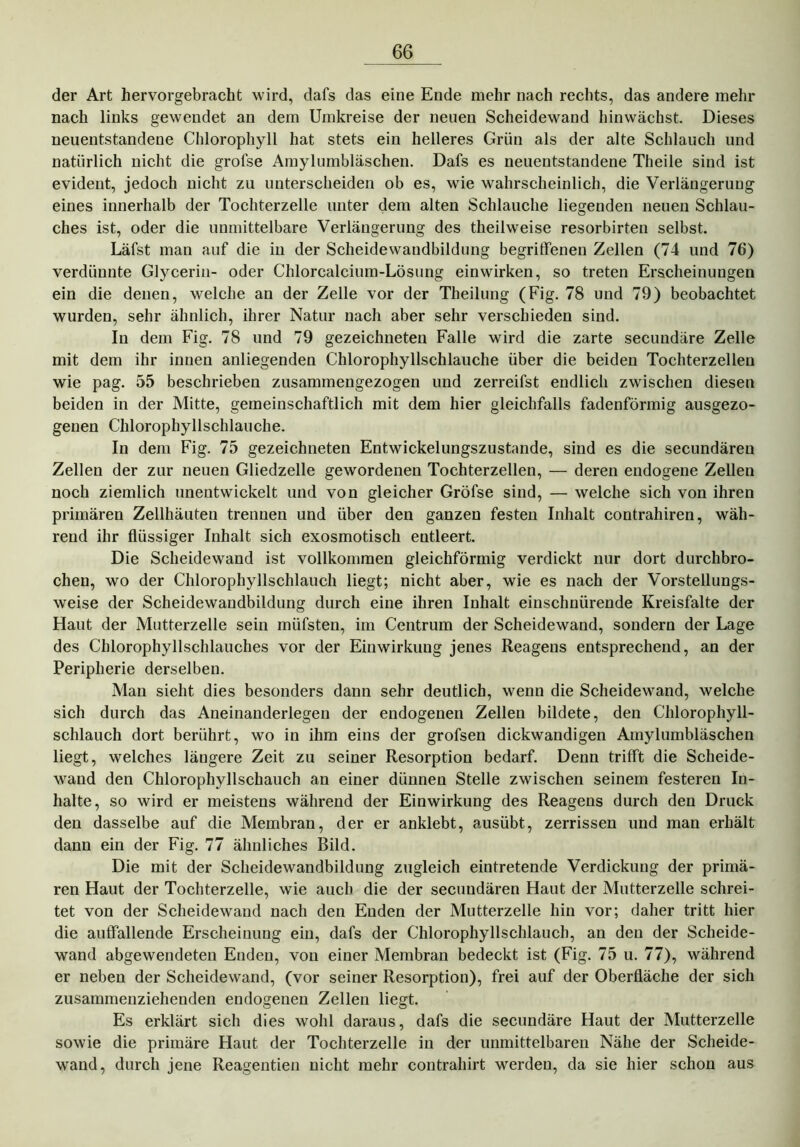 der Art hervorgebracht wird, dafs das eine Ende mehr nach rechts, das andere mehr nach links gewendet an dem Umkreise der neuen Scheidewand hinwächst. Dieses neuentstandene Chlorophyll hat stets ein helleres Grün als der alte Schlauch und natürlich nicht die grofse Amylumbläschen. Dafs es neuentstandene Theile sind ist evident, jedoch nicht zu unterscheiden ob es, wie wahrscheinlich, die Verlängerung eines innerhalb der Tochterzelle unter dem alten Schlauche liegenden neuen Schlau- ches ist, oder die unmittelbare Verlängerung des theilweise resorbirten selbst. Läfst man auf die in der Scheidewandbildung begriffenen Zellen (74 und 76) verdünnte Glycerin- oder Chlorcalcium-Lösung einwirken, so treten Erscheinungen ein die denen, welche an der Zelle vor der Theilung (Eig. 78 und 79) beobachtet wurden, sehr ähnlich, ihrer Natur nach aber sehr verschieden sind. In dem Fig. 78 und 79 gezeichneten Falle wird die zarte secundäre Zelle mit dem ihr innen anliegenden Chlorophyllschlauche über die beiden Tochterzellen wie pag. 55 beschrieben zusammengezogen und zerreifst endlich zwischen diesen beiden in der Mitte, gemeinschaftlich mit dem hier gleichfalls fadenförmig ausgezo- genen Chlorophyllschlauche. In dem Fig. 75 gezeichneten Entwickelungszustande, sind es die secundäreu Zellen der zur neuen Gliedzelle gewordenen Tochterzellen, — deren endogene Zellen noch ziemlich unentwickelt und von gleicher Gröfse sind, — welche sich von ihren primären Zellhäuten trennen und über den ganzen festen Inhalt contrahiren, wäh- rend ihr flüssiger Inhalt sich exosmotisch entleert. Die Scheidewand ist vollkommen gleichförmig verdickt nur dort durchbro- chen, wo der Chlorophyllschlauch liegt; nicht aber, wie es nach der Vorstellungs- weise der Scheidewandbildung durch eine ihren Inhalt einschnürende Kreisfalte der Haut der Mutterzelle sein müfsten, im Centrum der Scheidewand, sondern der Lage des Chlorophyllschlauches vor der Einwirkung jenes Reagens entsprechend, an der Peripherie derselben. Man sieht dies besonders dann sehr deutlich, wenn die Scheidewand, welche sich durch das Aneinanderlegen der endogenen Zellen bildete, den Chlorophyll- schlauch dort berührt, wo in ihm eins der grofsen dickwandigen Amylumbläschen liegt, welches längere Zeit zu seiner Resorption bedarf. Denn trifft die Scheide- wand den Chlorophyllschauch an einer dünnen Stelle zwischen seinem festeren In- halte, so wird er meistens während der Einwirkung des Reagens durch den Druck den dasselbe auf die Membran, der er anklebt, ausübt, zerrissen und man erhält dann ein der Fig. 77 ähnliches Bild. Die mit der Scheidewandbildnng zugleich eintretende Verdickung der primä- ren Haut der Tochterzelle, wie auch die der secuudären Haut der Mutterzelle schrei- tet von der Scheidewand nach den Enden der Mutterzelle hin vor; daher tritt hier die auffallende Erscheinung ein, dafs der Chlorophyllschlauch, an den der Scheide- wand abgewendeten Enden, von einer Membran bedeckt ist (Fig. 75 u. 77), während er neben der Scheidewand, (vor seiner Resorption), frei auf der Oberfläche der sich zusammenzieheuden endogenen Zellen liegt. Es erklärt sich dies wohl daraus, dafs die secundäre Haut der Mutterzelle sowie die primäre Haut der Tochterzelle in der unmittelbaren Nähe der Scheide- wand, durch jene Reagentien nicht mehr contrahirt werden, da sie hier schon aus