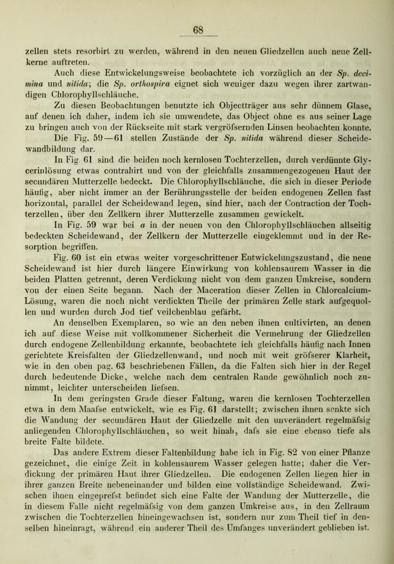 zellen stets resorbirt zu werden, während in den neuen Gliedzellen auch neue Zell- kerne auftreten. Auch diese Entwickelungsweise beobachtete ich vorzüglich an der Sp. deci- mina und nitida; die Sp. orthospira eignet sich weniger dazu wegen ihrer zartwan- digen Chlorophyllschläuche. Zu diesen Beobachtungen benutzte ich Objectträger aus sehr dünnem Glase, auf denen ich daher, indem ich sie um wendete, das Object ohne es aus seiner Lage zu bringen auch von der Rückseite mit stark vergröfsernden Linsen beobachten konnte. Die Fig. 59—61 stellen Zustände der Sp. nitida während dieser Scheide- wandbildung dar. In Fig. 61 sind die beiden noch kernloseu Tochterzellen, durch verdünnte Gly- cerinlösung etwas contrahirt und von der gleichfalls zusammengezogenen Haut der secundären Mutterzelle bedeckt. Die Chlorophyllschläuche, die sich in dieser Periode häutig, aber nicht immer an der Berührungsstelle der beiden endogenen Zellen fast horizontal, parallel der Scheidewand legen, sind hier, nach der Contraction der Toch- terzellen, über den Zellkern ihrer Mutterzelle zusammen gewickelt. In Fig. 59 w^r bei a in der neuen von den Chlorophyllschläuchen allseitig bedeckten Scheidewand, der Zellkern der Mutterzelle eingeklemmt und in der Re- sorption begriffen. Fig. 60 ist ein etwas weiter vorgeschrittener Entwickelungszustand, die neue Scheidewand ist hier durch längere Einwirkung von kohlensaurem Wasser in die beiden Platten getrennt, deren Verdickung nicht von dem ganzen Umkreise, sondern von der einen Seite begann. Nach der Maceration dieser Zellen in Chlorcalcium- Lösung, waren die noch nicht verdickten Theile der primären Zelle stark aufgequol- len und wurden durch Jod tief veilchenblau gefärbt. An denselben Exemplaren, so wie an den neben ihnen cultivirten, an denen ich auf diese Weise mit vollkommener Sicherheit die Vermehrung der Gliedzellen durch endogene Zellenbildung erkannte, beobachtete ich gleichfalls häufig nach Innen gerichtete Kreisfalten der Gliedzellenwand, und noch mit weit gröfserer Klarheit, wie in den oben pag. 63 beschriebenen Fällen, da die Falten sich hier in der Regel durch bedeutende Dicke, welche nach dem centralen Rande gewöhnlich noch zu- uimmt, leichter unterscheiden liefsen. In dem geringsten Grade dieser Faltung, waren die kernlosen Tochterzellen etwa in dem Maafse entwickelt, wie es Fig. 61 darstellt; zwischen ihnen senkte sich die Wandung der secundären Haut der Gliedzelle mit den unverändert regelmäfsig anliegenden Chlorophyllschläuchen, so weit hinab, dafs sie eine ebenso tiefe als breite Falte bildete. Das andere Extrem dieser Faltenbildung habe ich in Fig. 82 von einer Pflanze gezeichnet, die einige Zeit in kohlensaurem Wasser gelegen hatte; daher die Ver- dickung der primären Haut ihrer Gliedzellen. Die endogenen Zellen liegen hier in ihrer ganzen Breite nebeneinander und bilden eine vollständige Scheidewand. Zwi- schen ihnen eingeprefst befindet sich eine Falte der Wandung der Mutterzelle, die in diesem Falle nicht regelmäfsig von dem ganzen Umkreise aus, in den Zellraum zwischen die Tochterzellen hineingewachsen ist, sondern nur zum Theil tief in den- selben hineinragt, während ein anderer Theil des Umfanges unverändert geblieben ist.