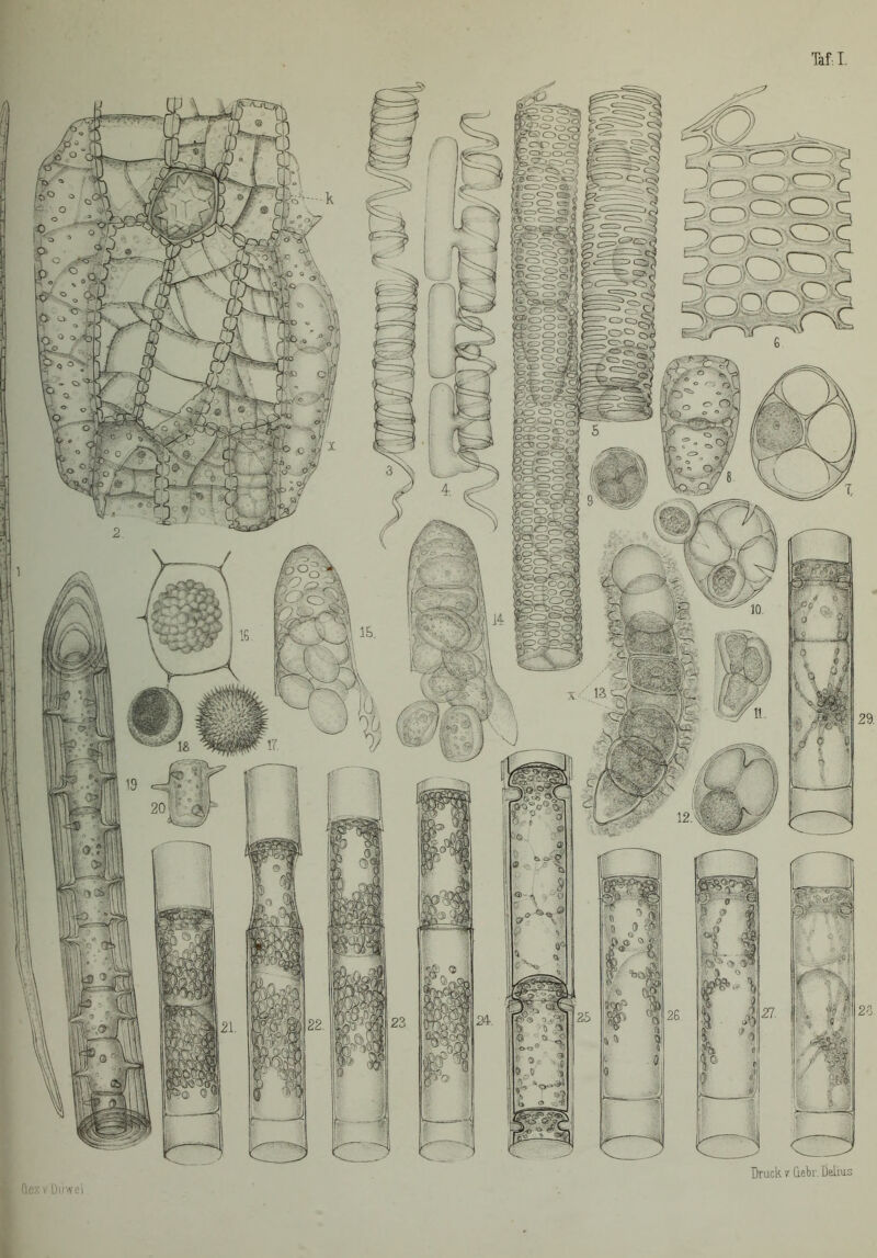 Druck r Giebr. Delhis