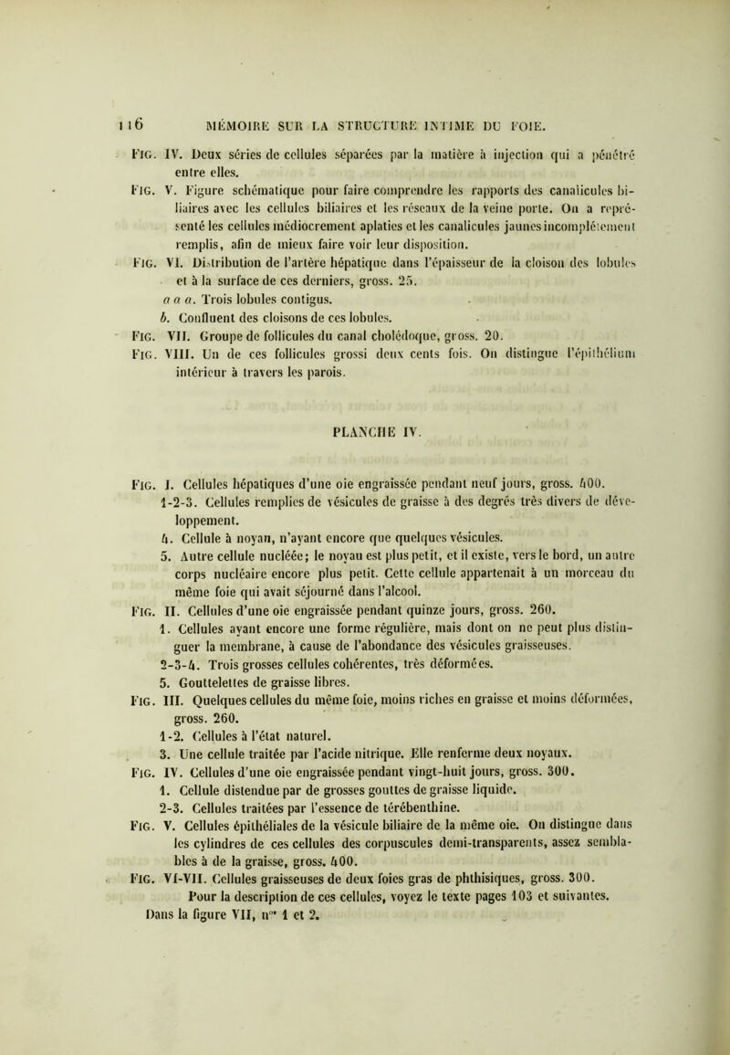 Fig. IV. Deux séries de cellules séparées par la matière à injection qui a pénétré entre elles. Fig. V. Figure schématique pour faire comprendre les rapports des canalicules bi- liaires avec les cellules biliaires et les réseaux de la veine porte. On a repré- senté les cellules médiocrement aplaties et les canalicules jaunes incomplètement remplis, afin de mieux faire voir leur disposition. Fig. VI. Distribution de l’artère hépatique dans l’épaisseur de la cloison des lobules et à la surface de ces derniers, gross. 25. a a a. Trois lobules contigus. b. Confluent des cloisons de ces lobules. Fig. VII. Groupe de follicules du canal cholédoque, gross. 20. Fig. VIII. Un de ces follicules grossi deux cents fois. On distingue l’épithélium intérieur à travers les parois. FLANCHE IV. Fig. J. Cellules hépatiques d’une oie engraissée pendant neuf jours, gross. !i00. 1- 2-3. Cellules remplies de vésicules de graisse à des degrés très divers de déve- loppement. é. Cellule à noyau, n’ayant encore que quelques vésicules. 5. Autre cellule nucléée; le noyau est plus petit, et il existe, vers le bord, un autre corps nucléaire encore plus petit. Cette cellule appartenait à un morceau du même foie qui avait séjourné dans l’alcool. Fig. II. Cellules d’une oie engraissée pendant quinze jours, gross. 260. 1. Cellules ayant encore une forme régulière, mais dont on ne peut plus distin- guer la membrane, à cause de l’abondance des vésicules graisseuses. 2- 3-A. Trois grosses cellules cohérentes, très déformées. 5. Gouttelettes de graisse libres. Fig. III. Quelques cellules du même foie, moins riches en graisse et moins déformées, gross. 260. 1- 2. Cellules à l’état naturel. 3. Une cellule traitée par l’acide nitrique. Elle renferme deux noyaux. Fig. IV. Cellules d’une oie engraissée pendant vingt-huit jours, gross. 300. 1. Cellule distendue par de grosses gouttes de graisse liquide. 2- 3. Cellules traitées par l’essence de térébenthine. Fig. V. Cellules épithéliales de la vésicule biliaire de la même oie. On distingue dans les cylindres de ces cellules des corpuscules demi-transparents, assez sembla- bles à de la graisse, gross. 600. FlG. VI-VII. Cellules graisseuses de deux foies gras de phthisiques, gross. 300. Four la description de ces cellules, voyez le texte pages 103 et suivantes. Dans la figure VII, n°* 1 et 2.