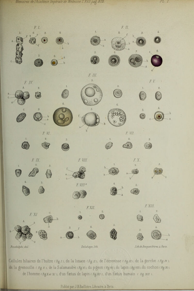 Cellules biliaires de l’huître (Fig.n, de la limace (Rg.in, de l'écrevisse (Fig. un, de la perche (Fig.ivi de la grenouille ( Fig v j, de la Salamandre (Fig.vn du pigeon (Fig.vin, du lapin (Figvni),du cochon (Fig.ixt, de l’homme (Figxetxi), d'un fœtus de lapin < Fig.x/n, d'un fœtus humain r Fig. xm >.