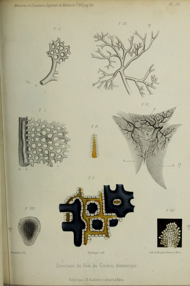 200 1 Roudolphi, del. Dclahaye, Jith. Lith de Becquet frères, à Pans. Structure du Foie du Cochon domestique.