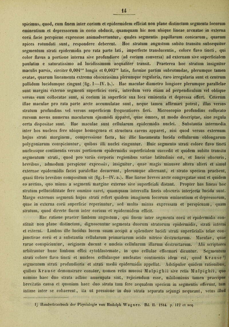 u spiciraus, quod, cum finem inter corium et epidermidem efficiat non plane distinctum segmenta locorum eminentium et depressorum in corio obducit, quamquam hic non ubique lineae arcuatae in externa corii facie perspicue expressae animadvertuntur, quales segmentis papillarum conicarum, quarum apices rotundati sunt, respondere deberent. Hoc stratum angustum subito transitu subsequitur segmentum strati epidermidis pro rata parte lati, imperfecte translucentis, colore flavo tincti, qui color flavus a portione interna sive profundiore (ad corium conversa) ad externam sive superficialem paulatim e saturatissimo ad lucidissimum aequaliter transit. Praeterea hoc stratum insignitur maculis parvis, circiter 0,004' longis et 0,003' latis, formae partim subrotundae, plerumque tamen ovatae, quarum lineamenta extrema obscurissima plerumque regularia, raro irregularia sunt et centrum pallidum lucidumque cingunt (fig. I — IV. b.). Hae maculae diametro longiore plerumque parallelae sunt margini externo segmenti superficiei corii, interdum vero etiam ad perpendiculum vel oblique versus eum collocatae sunt, si corium in superficie sua loca eminentia et depressa offert. Ceterum illae maculae pro rata parte arcte accumulatae sunt, neque tamen affirmari potest, illas versus stratum profundius vel versus superficiem frequentiores fieri. Microscopio profundius collpcato rursum novus numerus macularum ejusmodi apparet, quae omnes, ut modo descriptae, sine regula certa dispositae sunt. Hae maculae sunt cellularum epidermidis nuclei. Substantia intermedia, inter hos nucleos fere ubique homogenea et structura carens apparet, nisi quod versus externum hujus strati marginem, compressione facta, hic illic lineamenta lucida cellularum oblongarum polygoniarum conspiciuntur, quibus illi nuclei cinguntur. Huic segmento strati colore flavo tincti nucleosque continentis versus portionem epidermidis superficialem succedit et quidem subito transitu segmentum strati, quod pro variis corporis regionibus variae latitudinis est, et lineis obscuris, brevibus, admodum perspicue expressis, insignitur, quae magis minusve altera alteri et simul externae epidermidis faciei paralellae decurrunt, plerumque alternant, et strato speciem praebent, quasi fibris brevibus compositum sit (fig. I—IV. a.). Hae lineae breves arcte congregatae sunt et quidem eo arctius, quo minus a segmenti margine externo sive superficiali distant. Propter has lineas hoc stratum pellucidititate fere omnino caret, quamquam intervalla lineis obscuris interjecta lucida sunt. Margo externus segmenti hujus strati refert quidem imaginem locorum eminentium et depressorum, quae in externa corii superficie reperiuntur, sed multo minus expressam et perspicuam, quam stratum, quod directe finem inter corium et epidermidem efficit. Hac ratione praeter limbum angustum, qui finem inter segmenta corii et epidermidis con- stituit non plane distinctum, dignoscuntur segmenta duorum stratorum epidermidis, strati interni et externi. Limbus ille lucidus lucem suam accipit a splendore lucidi strati superficialis telae con- junctivae corii et a substantia cellularum primariarum acido nitrico destructarum. Maculae, quae rarae conspiciuntur, originem ducunt e nucleis cellularum illarum destructarum. Alii scriptores arbitrantur hunc limbum effici cytoblastemate, in quo cellulae eflormari dicuntur. Segmentum strati colore flavo tincti et nucleos cellulasque nucleatas continentis idem est, quod Krause ') segmentum strati profundioris et strati medii epidermidis appellat. Adstipulor quidem rationibus, quibus Krause demonstrare conatur, nomen retis mucosi Malpighii sive retis MalpighH, quo nomine haec duo strata adhuc nuncupata sint, rejiciendum esse, nihilominus tamen praecipue brevitatis causa et quoniam haec duo strata tum fere aequalem speciem in segmentis offerunt, tum intime inter se cohaerent, ita ut pressione in duo strata separata sejungi nequeant, vetus illud