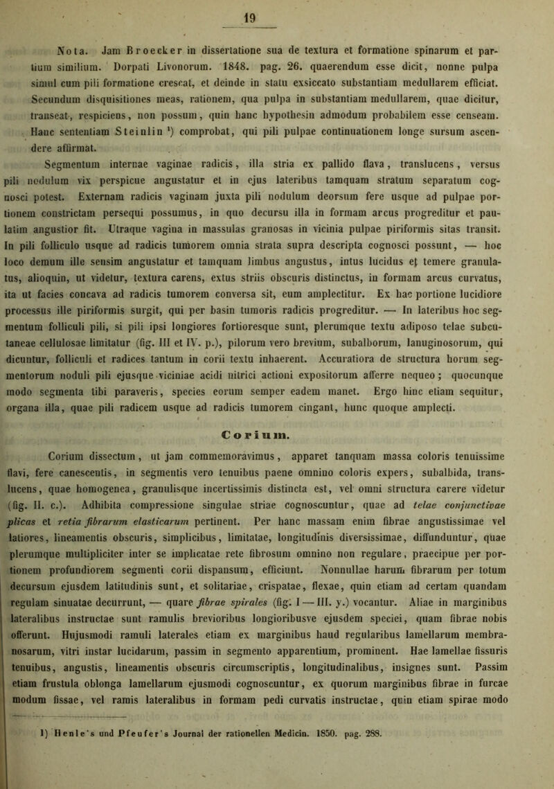 Nota. Jam Broecker in dissertatione sua de textura et formatione spinarum et par- tium similium. Dorpati Livonorura. 1848. pag. 26. quaerendum esse dicit, nonne pulpa simul cum pili formatione crescat, et deinde in statu exsiccato substantiam medullarem efficiat. Secundum disquisitiones meas, rationem, qua pulpa in substantiam medullarem, quae dicitur, transeat, respiciens, non possum, quin banc hypothesin admodum probabilem esse censeam. Hanc sententiam Steinlin ') comprobat, qui pili pulpae continuationem longe sursum ascen- dere affirmat. Segmentum internae vaginae radicis, illa stria ex pallido flava, translucens, versus pili nodulum vix perspicue angustatur et in ejus lateribus tamquam stratum separatum cog- nosci potest. Externam radicis vaginam juxta pili nodulum deorsum fere usque ad pulpae por- tionem constrictam persequi possumus, in quo decursu illa in formam arcus progreditur et pau- latim angustior fit. Utraque vagina in massulas granosas in vicinia pulpae piriformis sitas transit. In pili folliculo usque ad radicis tumorem omnia strata supra descripta cognosci possunt, — hoc loco demum ille sensim angustatur et tamquam limbus angustus, intus lucidus et temere granula- tus, alioquin, ut videtur, textura carens, extus striis obscuris distinctus, in formam arcus curvatus, ita ut facies concava ad radicis tumorem conversa sit, eum amplectitur. Ex hac portione lucidiore processus ille piriformis surgit, qui per basin tumoris radicis progreditur. — In lateribus hoc seg- mentum folliculi pili, si pili ipsi longiores fortioresque sunt, plerumque textu adiposo telae subcu- taneae cellulosae limitatur (fig. III et IV. p.), pilorum vero brevium, subalborum, lanuginosorum, qui dicuntur, folliculi et radices tantum in corii textu inhaerent. Accuratiora de structura horum seg- mentorum noduli pili ejusque viciniae acidi nitrici actioni expositorum afferre nequeo; quocunque modo segmenta tibi paraveris, species eorum semper eadem manet. Ergo hinc etiam sequitur, organa illa, quae pili radicem usque ad radicis tumorem cingant, hunc quoque amplecti. C o r Ium. Corium dissectum, ut jam commemoravimus, apparet tanquam massa coloris tenuissime flavi, fere canescentis, in segmentis vero tenuibus paene omnino coloris expers, subalbida, trans- lucens, quae homogenea, granulisque incertissimis distincta est, vel omni structura carere videtur (fig. II. c.). Adhibita compressione singulae striae cognoscuntur, quae ad telae conjunctivae plicas et retia fibrarum elasticarum pertinent. Per hanc massam enim fibrae angustissimae vel latiores, lineamentis obscuris, simplicibus, limitatae, longitudinis diversissimae, diffunduntur, quae plerumque multipliciter inter se implicatae rete fibrosum omnino non regulare, praecipue per por- tionem profundiorem segmenti corii dispansum, efficiunt. Nonnullae harum fibrarum per totum decursum ejusdem latitudinis sunt, et solitariae, crispatae, flexae, quin etiam ad certam quandam regulam sinuatae decurrunt, — quare fibrae spirales (fig: I — III. y.) vocantur. Aliae in marginibus lateralibus instructae sunt ramulis brevioribus longioribusve ejusdem speciei, quam fibrae nobis offerunt. Hujusmodi ramuli laterales etiam ex marginibus haud regularibus lamellarum membra- nosarum, vitri instar lucidarum, passim in segmento apparentium, prominent. Hae lamellae fissuris tenuibus, angustis, lineamentis obscuris circumscriptis, longitudinalibus, insignes sunt. Passim etiam frustula oblonga lamellarum ejusmodi cognoscuntur, ex quorum marginibus fibrae in furcae modum fissae, vel ramis lateralibus in formam pedi curvatis instructae, quin etiam spirae modo 1) Henle’s und Pfeufer’s Journal der rationellen Medicin. 1850. pag. 288.