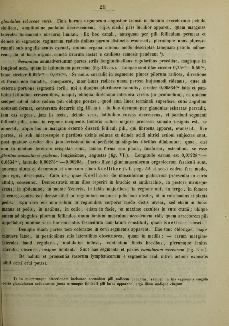 glandulae sebaceae cutis. Finis horum organorum angustior transit in ductum excretorium petiolo similem, amplitudine paulatim decrescentem, cujus media pars lucidior apparet, quam margines laterales lineamentis obscuris limitati. Ex hoc canali, antequam per pili folliculum permeat et deinde in segmento vaginarum radicis finibus parum distinctis evanescit, plerumque unus pluresv» ramuli sub angulis acutis exeunt, quibus organa rationis modo descriptae tamquam petiolo adhae- rent, ita ut haec organa.cuncta uvarum instar e caulibus ramosis pendeant 1). Secundum animadvertuntur partes striis longitudinalibus regularibus praeditae, magisque in longitudinem, quam in latitudinem porrectae (fig. III. m.). Longae sunt illae circiter 0,75'—0,50', latae circiter 0,025'—0,016'. Si nobis succedit in segmento plures pilorum radices, directione et forma non mutatis, conspicere, inter binas radices unam partem hujusmodi videmus, quae ab externa portione segmenti corii, ubi a duobus pluribusve ramulis, circiter 0,00834' latis et pau- latim latitudine crescentibus, incipit, obliqua directione interiora versus (in profundum), et quidem semper ad id latus radicis pili oblique positae, quod cum linea terminali superficiei culis angulum obtusum format, conversum decurrit (fig. III. m.). In hoc decursu per glandulas sebaceas pervadit, jam eas tegens, jam iis tecta, deinde vero, latitudine rursus decrescens, ei portioni segmenti folliculi pili, quae in regione incipientis tumoris radicis majore processu sinuato insignis est, se annectit, atque hic in margine externo dissecti folliculi pili, qui fibrosus apparet, evanescit. Hae partes, si sub microscopio e partibus vicinis solutae et deinde acidi nitrici actioni subjectae sunt, post quatuor circiter dies jam levissimo tactu perfecte in singulas fibrillas dilabuntur, quae, etsi non in modum terebrae crispatae sunt, tamen forma sua plana, fusiformi, ostendunt, se esse fibrillas musculares glabras, longissimas, angustas (fig. VI.). Longitudo earum est 0,07228' — 0,0834', latitudo 0,00278'—0,00208. Partes illae igitur musculorum organicorum fasciculi sunt, quorum situm et decursum et annexum eiiam Koelliker (1.1. pag. 62 et seq.) eodem fere modo, quo ego, descripsit. Cum iis, quae Koelliker de musculorum glabrorum praesentia in corio attulit, consentio. Demonstravit enim illos reperiri in brachio et antibrachio, in pectore utriusque sexus, in abdomine, in monte Veneris, in labiis majoribus, in regione ani, in tergo, in femore et crure, contra eos deesse dicit in regionibus corporis pilis non obsitis, ut in vola manus et planta pedis. Ego vero eos non solum in regionibus corporis modo dictis inveni, sed etiam in dorso manus et pedis, in natibus, in collo, etiam in facie, et maxime excultos in cute cranii; ubique autem ad singulos pilorum folliculos unum tantum musculum accedentem vidi, quem arrectorem pili appellabo; minime vero hic musculus fasciculum tam latum constituit, quam Koelliker censet. Denique etiam partes non coloratae in corii segmentis apparent. Hae sunt oblongae, magis minusve latae, in portionibus suis lateralibus obscuriores, quam in mediis; — earum margine.^ laterales haud regulares, undulatim inflexi, contentum lineis brevibus, plerumque lenitei curvatis, obscuris, insigne limitant. Sunt hae segmenta et partes ramulorum nervorum (fig. I. x.). De habitu et praesentia vasorum lymphaticorum e segmentis acidi nitrici actioni expositis i nihil certi erui potest. I - , I) In quamcimque directionem incisurae secundum pili radicem ducuntur, semper in his segmentis singula paria glandularum sebacearum juxta utrumque folliculi pili talus apparent, ergo illum undique cingunt.
