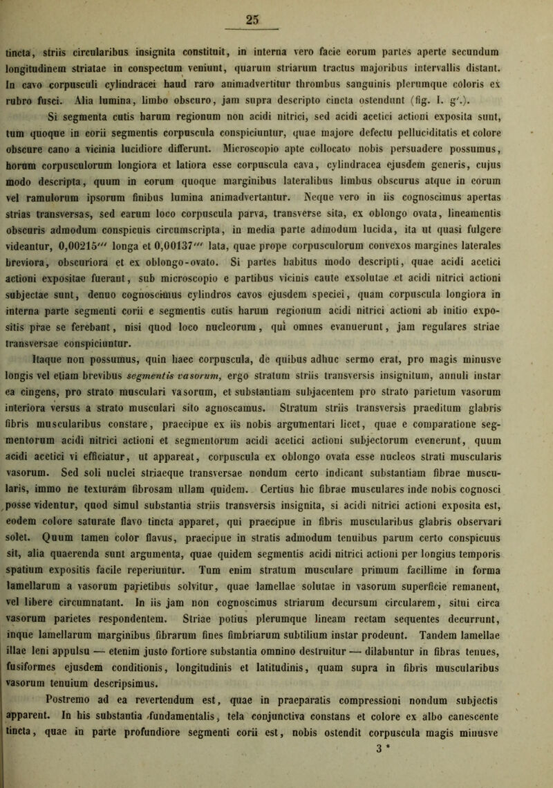 tincta, striis circularibus insignita constituit, in interna vero facie eorum partes aperte secundum longitudinem striatae in conspectum veniunt, quarum striarum tractus majoribus intervallis distant. In cavo corpusculi cylindracei haud raro animadvertitur thrombus sanguinis plerumque coloris ex rubro fusci. Alia lumina, limbo obscuro, jam supra descripto cincta ostendunt (fig. I. g'.). Si segmenta cutis barum regionum non acidi nitrici, sed acidi acetici actioni exposita sunt, tum quoque in corii segmentis corpuscula conspiciuntur, quae majore defectu pelluciditatis et colore obscure cano a vicinia lucidiore differunt. Microscopio apte collocato nobis persuadere possumus, horum corpusculorum longiora et latiora esse corpuscula cava, cylindracea ejusdem generis, cujus modo descripta, quum in eorum quoque marginibus lateralibus limbus obscurus atque in eorum vel ramulorum ipsorum finibus lumina animadvertantur. Neque vero in iis cognoscimus apertas strias transversas, sed earum loco corpuscula parva, transverse sita, ex oblongo ovata, lineamentis obscuris admodum conspicuis circumscripta, in media parte admodum lucida, ita ut quasi fulgere videantur, 0,00215' longa et 0,00137' lata, quae prope corpusculorum convexos margines laterales breviora, obscuriora et ex oblongo-ovato. Si partes habitus modo descripti, quae acidi acetici actioni expositae fuerant, sub microscopio e partibus vicinis caute exsolutae et acidi nitrici actioni subjectae sunt, denuo cognoscimus cylindros cavos ejusdem speciei, quam corpuscula longiora in interna parte segmenti corii e segmentis cutis harum regionum acidi nitrici actioni ab initio expo- sitis prae se ferebant, nisi quod loco nucleorum, qui omnes evanuerunt, jam regulares striae transversae conspiciuntur. Itaque non possumus, quin haec corpuscula, de quibus adhuc sermo erat, pro magis minusve longis vel etiam brevibus segmentis vasorum, ergo stratum striis transversis insignitum, annuli instar ea cingens, pro strato musculari vasorum, et substantiam subjacentem pro strato parietum vasorum interiora versus a strato musculari sito agnoscamus. Stratum striis transversis praeditum glabris fibris muscularibus constare, praecipue ex iis nobis argumentari licet, quae e comparatione seg- mentorum acidi nitrici actioni et segmentorum acidi acetici actioni subjectorum evenerunt, quum acidi acetici vi efficiatur, ut appareat, corpuscula ex oblongo ovata esse nucleos strati muscularis vasorum. Sed soli nuclei striaeque transversae nondum certo indicant substantiam fibrae muscu- laris, immo ne texturam fibrosam ullam quidem. Certius hic fibrae musculares inde nobis cognosci posse videntur, quod simul substantia striis transversis insignita, si acidi nitrici actioni exposita est, eodem colore saturate flavo tincta apparet, qui praecipue in fibris muscularibus glabris observari solet. Quum tamen color flavus, praecipue in stratis admodum tenuibus parum certo conspicuus sit, alia quaerenda sunt argumenta, quae quidem segmentis acidi nitrici actioni per longius temporis spatium expositis facile reperiuntur. Tum enim stratum musculare primum facillime in forma lamellarum a vasorum parietibus solvitur, quae lamellae solutae in vasorum superficie remanent, vel libere circumnatant. In iis jam non cognoscimus striarum decursum circularem, situi circa vasorum parietes respondentem. Striae potius plerumque lineam rectam sequentes decurrunt, inque lamellarum marginibus fibrarum fines fimbriarum subtilium instar prodeunt. Tandem lamellae illae leni appulsu — etenim justo fortiore substantia omnino destruitur — dilabuntur in fibras tenues, fusiformes ejusdem conditionis, longitudinis et latitudinis, quam supra in fibris muscularibus vasorum tenuium descripsimus. Postremo ad ea revertendum est, quae in praeparatis compressioni nondum subjectis apparent. In his substantia 'fundamentalis, tela conjunctiva constans et colore ex albo canescente tincta, quae in parte profundiore segmenti corii est, nobis ostendit corpuscula magis minusve 3 *