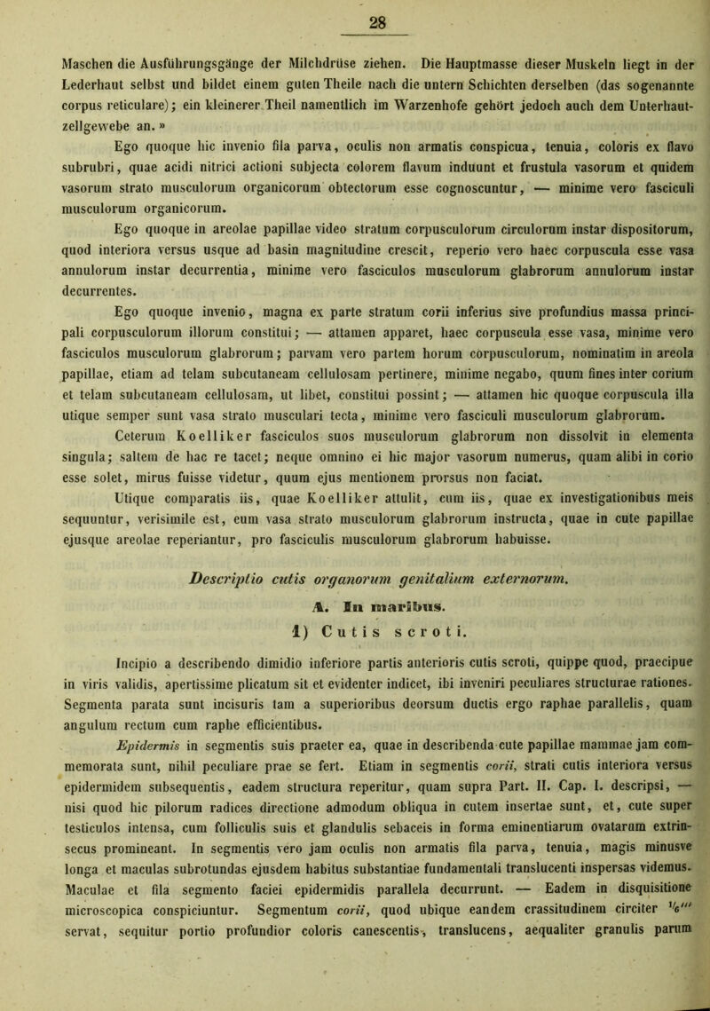 Maschen die Ausfiihrungsgange der Milchdriise ziehen. Die Hauptraasse dieser Muskeln liegt in der Lederhaut selbst und bildet einem guten Theile nach die untern Schichten derselben (das sogenannte corpus reticulare); ein kleinerer Theil naraentlich im Warzenhofe gehdrt jedoch auch dem Unterhaut- zellgewebe an.» Ego quoque hic invenio fila parva, oculis non armatis conspicua, tenuia, coloris ex flavo subrubri, quae acidi nitrici actioni subjecta colorem flavum induunt et frustula vasorum et quidem vasorum strato musculorum organicorum obtectorum esse cognoscuntur, — minime vero fasciculi musculorum organicorum. Ego quoque in areolae papillae video stratum corpusculorum circulorum instar dispositorum, quod interiora versus usque ad basin magnitudine crescit, reperio vero haec corpuscula esse vasa annulorum instar decurrentia, minime vero fasciculos musculorum glabrorum annulorum instar decurrentes. Ego quoque invenio, magna ex parte stratum corii inferius sive profundius massa princi- pali corpusculorum illorum constitui; — attamen apparet, haec corpuscula esse vasa, minime vero fasciculos musculorum glabrorum; parvam vero partem horum corpusculorum, nominatim in areola papillae, etiam ad telam subcutaneam cellulosam pertinere, minime negabo, quum fines inter corium et telam subcutaneam cellulosam, ut libet, constitui possint; — attamen hic quoque corpuscula illa utique semper sunt vasa strato musculari tecta, minime vero fasciculi musculorum glabrorum. Ceterum Koelliker fasciculos suos musculorum glabrorum non dissolvit in elementa singula; saltem de hac re tacet; neque omnino ei hic major vasorum numerus, quam alibi in corio esse solet, mirus fuisse videtur, quum ejus mentionem prorsus non faciat. Utique comparatis iis, quae Koelliker attulit, cum iis, quae ex investigationibus meis sequuntur, verisimile est, eum vasa strato musculorum glabrorum instructa, quae in cute papillae ejusque areolae reperiantur, pro fasciculis musculorum glabrorum habuisse. Descriptio cutis organorum genitalium externorum. A. In maribus. 1) Cutis scroti. Incipio a describendo dimidio inferiore partis anterioris cutis scroti, quippe quod, praecipue in viris validis, apertissime plicatum sit et evidenter indicet, ibi inveniri peculiares structurae rationes. Segmenta parata sunt incisuris tam a superioribus deorsum ductis ergo raphae parallelis, quam angulum rectum cum raphe efficientibus. Epidermis in segmentis suis praeter ea, quae in describenda cute papillae mammae jam com- memorata sunt, nihil peculiare prae se fert. Etiam in segmentis corii, strati cutis interiora versus epidermidem subsequentis, eadem structura reperitur, quam supra Part. II. Cap. I. descripsi, — nisi quod hic pilorum radices directione admodum obliqua in cutem insertae sunt, et, cute super testiculos intensa, cum folliculis suis et glandulis sebaceis in forma eminentiarum ovatarum extrin- secus promineant. In segmentis vero jam oculis non armatis fila parva, tenuia, magis minusve longa et maculas subrotundas ejusdem habitus substantiae fundamentali translucenti inspersas videmus. Maculae et fila segmento faciei epidermidis parallela decurrunt. — Eadem in disquisitione microscopica conspiciuntur. Segmentum corii, quod ubique eandem crassitudinem circiter V servat, sequitur portio profundior coloris canescentis-, translucens, aequaliter granulis parum