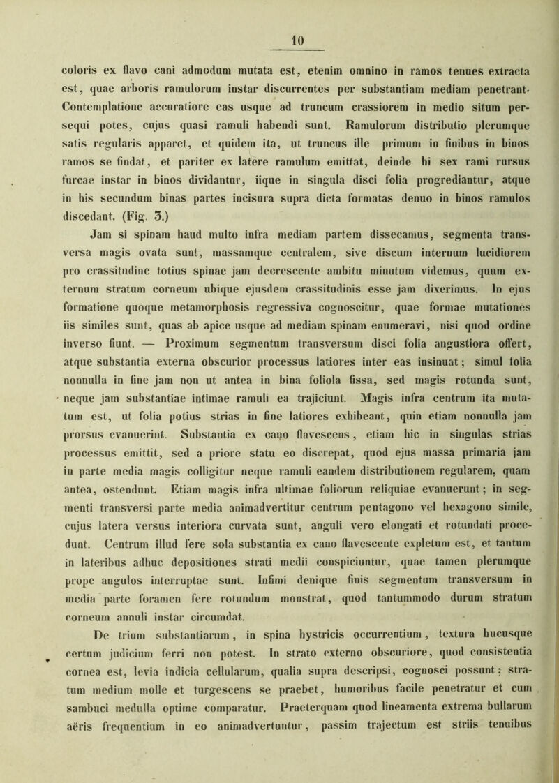 coloris ex flavo cani admodum mutata est, etenim omnino in ramos tenues extracta est, quae arboris ramulorum instar discurrentes per substantiam mediam penetrant- Contemplatione accuratiore eas usque ad truncum crassiorem in medio situm per- sequi potes, cujus quasi ramuli habendi sunt. Ramulorum distributio plerumque satis regularis apparet, et quidem ita, ut truncus ille primum in finibus in binos ramos se findat, et pariter ex latere ramulum emittat, deinde hi sex rami rursus furcae instar in binos dividantur, iique in singula disci folia progrediantur, atque in his secundum binas partes incisura supra dicta formatas denuo in binos ramulos discedant. (Fig. 3.) Jam si spinam haud multo infra mediam partem dissecamus, segmenta trans- versa magis ovata sunt, massamque centralem, sive discum internum lucidiorem pro crassitudine totius spinae jam decrescente ambitu minutum videmus, quum ex- ternum stratum corneum ubique ejusdem crassitudinis esse jam dixerimus. In ejus formatione quoque metamorphosis regressiva cognoscitur, quae formae mutationes iis similes sunt, quas ab apice usque ad mediam spinam enumeravi, nisi quod ordine inverso fiunt. — Proximum segmentum transversum disci folia angustiora offert, atque substantia externa obscurior processus latiores inter eas insinuat; simul folia nonnulla in fine jam non ut antea in bina foliola fissa, sed magis rotunda sunt, neque jam substantiae intimae ramuli ea trajiciunt. Magis infra centrum ita muta- tum est, ut folia potius strias in fine latiores exhibeant, quin etiam nonnulla jam prorsus evanuerint. Substantia ex capo flavescens, etiam hic in singulas strias processus emittit, sed a priore statu eo discrepat, quod ejus massa primaria jam in parte media magis colligitur neque ramuli eandem distributionem regularem, quam antea, ostendunt. Etiam magis infra ultimae foliorum reliquiae evanuerunt; in seg- menti transversi parte media animadvertitur centrum pentagono vel hexagono simile, cujus latera versus interiora curvata sunt, anguli vero elongati et rotundati proce- dunt. Centrum illud fere sola substantia ex cano flavescente expletum est, et tantum in lateribus adhuc depositiones strati medii conspiciuntur, quae tamen plerumque prope angulos interruptae sunt. Infimi denique fmis segmentum transversum in media parte foramen fere rotundum monstrat, quod tantummodo durum stratum corneum annuli instar circumdat. De trium substantiarum, in spina hystricis occurrentium, textura hucusque certum judicium ferri non potest. In strato externo obscuriore, quod consistentia cornea est, levia indicia cellularum, qualia supra descripsi, cognosci possunt; stra- tum medium molle et turgescens se praebet, humoribus facile penetratur et cum sambuci medulla optime comparatur. Praeterquam quod lineamenta extrema bullarum aeris frequentium in eo animadvertuntur, passim trajectum est striis tenuibus