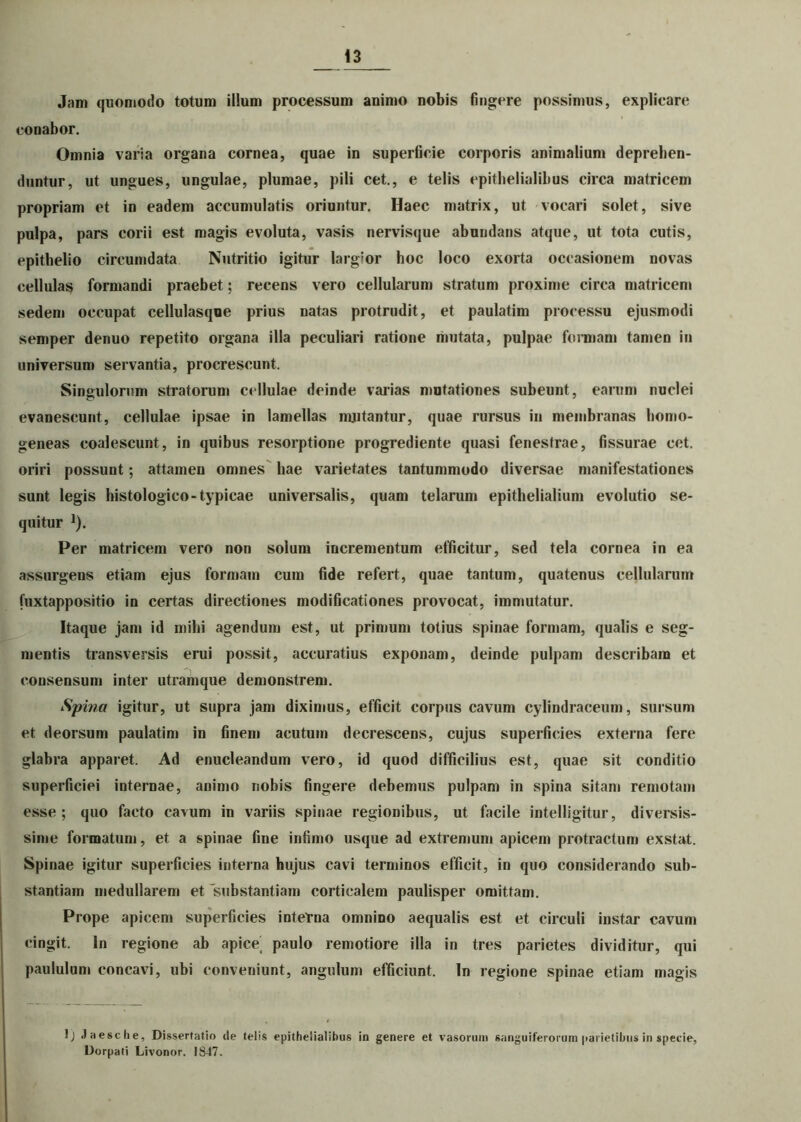 Jam quomodo totum illum processum animo nobis fingere possimus, explicare conabor. Omnia varia organa cornea, quae in superficie corporis animalium deprehen- duntur, ut ungues, ungulae, plumae, pili cet., e telis epithelialibus circa matricem propriam et in eadem accumulatis oriuntur. Haec matrix, ut vocari solet, sive pulpa, pars corii est magis evoluta, vasis nervisque abundans atque, ut tota cutis, epithelio circumdata Nutritio igitur largior hoc loco exorta occasionem novas cellulas formandi praebet; recens vero cellularum stratum proxime circa matricem sedem occupat cellulasque prius natas protrudit, et paulatim processu ejusmodi semper denuo repetito organa illa peculiari ratione mutata, pulpae formam tamen in universum servantia, procrescunt. Singulorum stratorum cellulae deinde varias mutationes subeunt, earum nuclei evanescunt, cellulae ipsae in lamellas mutantur, quae rursus in membranas borno- geneas coalescunt, in quibus resorptione progrediente quasi fenestrae, fissurae cet. oriri possunt; attamen omnes hae varietates tantummodo diversae manifestationes sunt legis histologico-typicae universalis, quam telarum epithelialium evolutio se- quitur J). Per matricem vero non solum incrementum efficitur, sed tela cornea in ea assurgens etiam ejus formam cum fide refert, quae tantum, quatenus cellularum fuxtappositio in certas directiones modificationes provocat, immutatur. Itaque jam id mihi agendum est, ut primum totius spinae formam, qualis e seg- mentis transversis erui possit, accuratius exponam, deinde pulpam describam et consensum inter utramque demonstrem. Spina igitur, ut supra jam diximus, efficit corpus cavum cylindraceum, sursum et deorsum paulatim in finem acutum decrescens, cujus superficies externa fere glabra apparet. Ad enucleandum vero, id quod difficilius est, quae sit conditio superficiei internae, animo nobis fingere debemus pulpam in spina sitam remotam esse; quo facto cavum in variis spinae regionibus, ut facile intelligitur, diversis- sime formatum, et a spinae fine infimo usque ad extremum apicem protractum exstat. Spinae igitur superficies interna hujus cavi terminos efficit, in quo considerando sub- stantiam medullarem et substantiam corticalem paulisper omittam. Prope apicem superficies interna omnino aequalis est et circuli instar cavum cingit. In regione ab apice' paulo remotiore illa in tres parietes dividitur, qui paululum concavi, ubi conveniunt, angulum efficiunt. In regione spinae etiam magis lj Jaesche, Dissertatio tle telis epithelialibus in genere et vasorum sanguiferorum parietibus in specie, Dorpati Livonor. 1847.