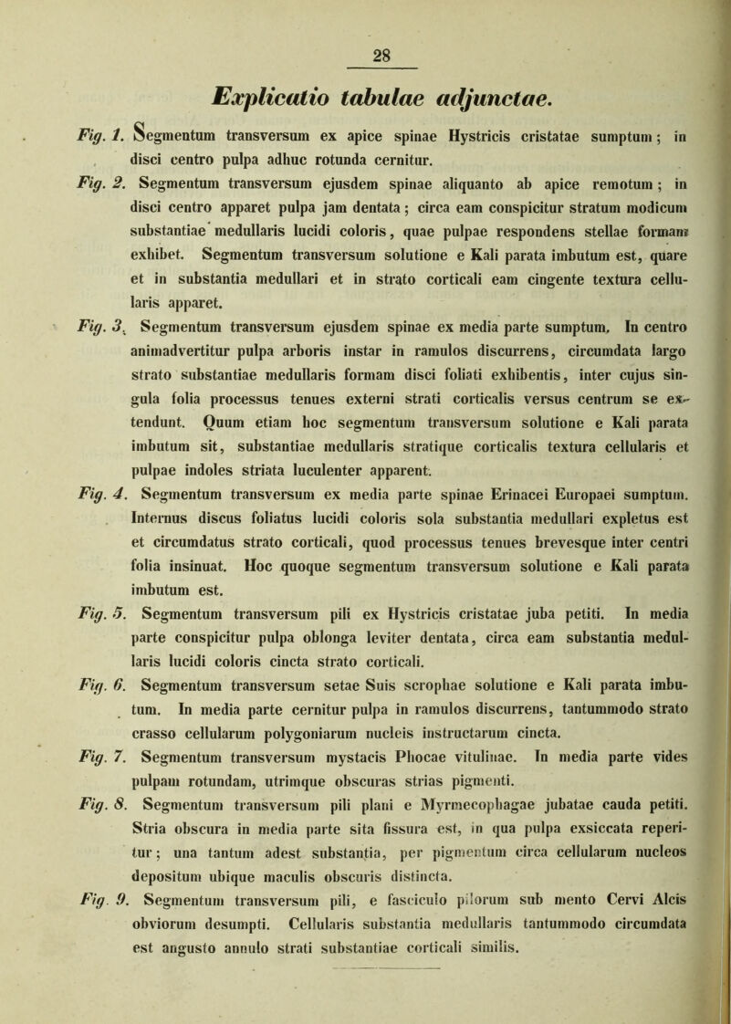 Explicatio tabulae adjunctae. Fig. 1. S egmentum transversum ex apice spinae Hystricis cristatae sumptum; in disci centro pulpa adhuc rotunda cernitur. Fig. 2. Segmentum transversum ejusdem spinae aliquanto ab apice remotum; in disci centro apparet pulpa jam dentata; circa eam conspicitur stratum modicum substantiae medullaris lucidi coloris, quae pulpae respondens stellae formam exhibet. Segmentum transversum solutione e Kali parata imbutum est, qUare et in substantia medullari et in strato corticali eam cingente textura cellu- laris apparet. Fig. 3. Segmentum transversum ejusdem spinae ex media parte sumptum. In centro animadvertitur pulpa arboris instar in ramulos discurrens, circumdata largo strato substantiae medullaris formam disci foliati exhibentis, inter cujus sin- gula folia processus tenues externi strati corticalis versus centrum se ex- tendunt. Quum etiam hoc segmentum transversum solutione e Kali parata imbutum sit, substantiae medullaris stratique corticalis textura cellularis et pulpae indoles striata luculenter apparent. Fig. 4. Segmentum transversum ex media parte spinae Erinacei Europaei sumptum. Internus discus foliatus lucidi coloris sola substantia medullari expletus est et circumdatus strato corticali, quod processus tenues brevesque inter centri folia insinuat. Hoc quoque segmentum transversum solutione e Kali parata imbutum est. Fig. 5. Segmentum transversum pili ex Hystricis cristatae juba petiti. In media parte conspicitur pulpa oblonga leviter dentata, circa eam substantia medul- laris lucidi coloris cincta strato corticali. Fig. 6. Segmentum transversum setae Suis scrophae solutione e Kali parata imbu- tum. In media parte cernitur pulpa in ramulos discurrens, tantummodo strato crasso cellularum polygoniarum nucleis instructarum cincta. Fig. 7. Segmentum transversum mystacis Phocae vitulinae. In media parte vides pulpam rotundam, utrimque obscuras strias pigmenti. Fig. 8. Segmentum transversum pili plani e Myrmecophagae jubatae cauda petiti. Stria obscura in media parte sita fissura est, in qua pulpa exsiccata reperi- tur; una tantum adest substantia, per pigmentum circa cellularum nucleos depositum ubique maculis obscuris distincta. Fig. 9. Segmentum transversum pili, e fasciculo pilorum sub mento Cervi Alcis obviorum desumpti. Cellularis substantia medullaris tantummodo circumdata est angusto annulo strati substantiae corticali similis.