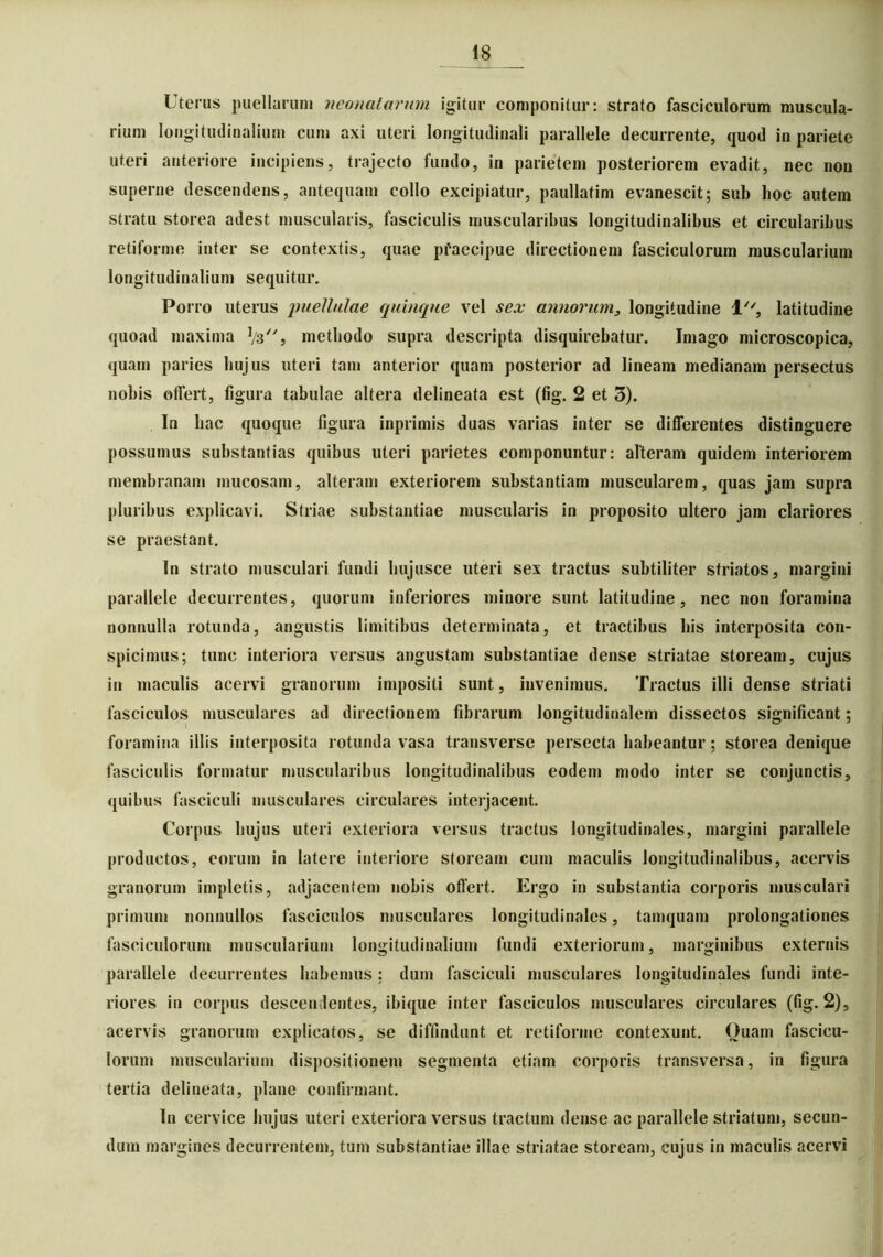 Uterus puellarum neonatarum igitur componitur: strato fasciculorum muscula- rium longitudinalium cum axi uteri longitudinali parallele decurrente, quod in pariete uteri anteriore incipiens, trajecto fundo, in parietem posteriorem evadit, nec non superne descendens, antequam collo excipiatur, paullatim evanescit; sub hoc autem stratu storea adest muscularis, fasciculis muscularibus longitudinalibus et circularibus retiforme inter se contextis, quae pfaecipue directionem fasciculorum muscularium longitudinalium sequitur. Porro uterus imcllulae quinque vel sex annorum} longitudine 1, latitudine quoad maxima ]/3, metbodo supra descripta disquirebatur. Imago microscopica, quam paries hujus uteri tam anterior quam posterior ad lineam medianam persectus nobis offert, figura tabulae altera delineata est (fig. 2 et 3). In hac quoque figura inprimis duas varias inter se differentes distinguere possumus substantias quibus uteri parietes componuntur: alteram quidem interiorem membranam mucosam, alteram exteriorem substantiam muscularem, quas jam supra pluribus explicavi. Striae substantiae muscularis in proposito ultero jam clariores se praestant. In strato musculari fundi hujusce uteri sex tractus subtiliter striatos, margini parallele decurrentes, quorum inferiores minore sunt latitudine, nec non foramina nonnulla rotunda, angustis limitibus determinata, et tractibus bis interposita con- spicimus; tunc interiora versus angustam substantiae dense striatae stoream, cujus in maculis acervi granorum impositi sunt, invenimus. Tractus illi dense striati fasciculos musculares ad directionem fibrarum longitudinalem dissectos significant; foramina illis interposita rotunda vasa transverse persecta habeantur; storea denique fasciculis formatur muscularibus longitudinalibus eodem modo inter se conjunctis, quibus fasciculi musculares circulares interjacent. Coipus hujus uteri exteriora versus tractus longitudinales, margini parallele productos, eorum in latere interiore stoream cum maculis longitudinalibus, acervis granorum impletis, adjacentem nobis offert. Ergo in substantia corporis musculari primum nonnullos fasciculos musculares longitudinales, tamquam prolongationes fasciculorum muscularium longitudinalium fundi exteriorum, marginibus externis parallele decurrentes habemus ; dum fasciculi musculares longitudinales fundi inte- riores in corpus descendentes, ibique inter fasciculos musculares circulares (fig. 2), acervis granorum explicatos, se diffindunt et retiforme contexunt. Ouam fascicu- lorum muscularium dispositionem segmenta etiam corporis transversa, in figura tertia delineata, plane confirmant. In cervice hujus uteri exteriora versus tractum dense ac parallele striatum, secun- dum margines decurrentem, tum substantiae illae striatae stoream, cujus in maculis acervi