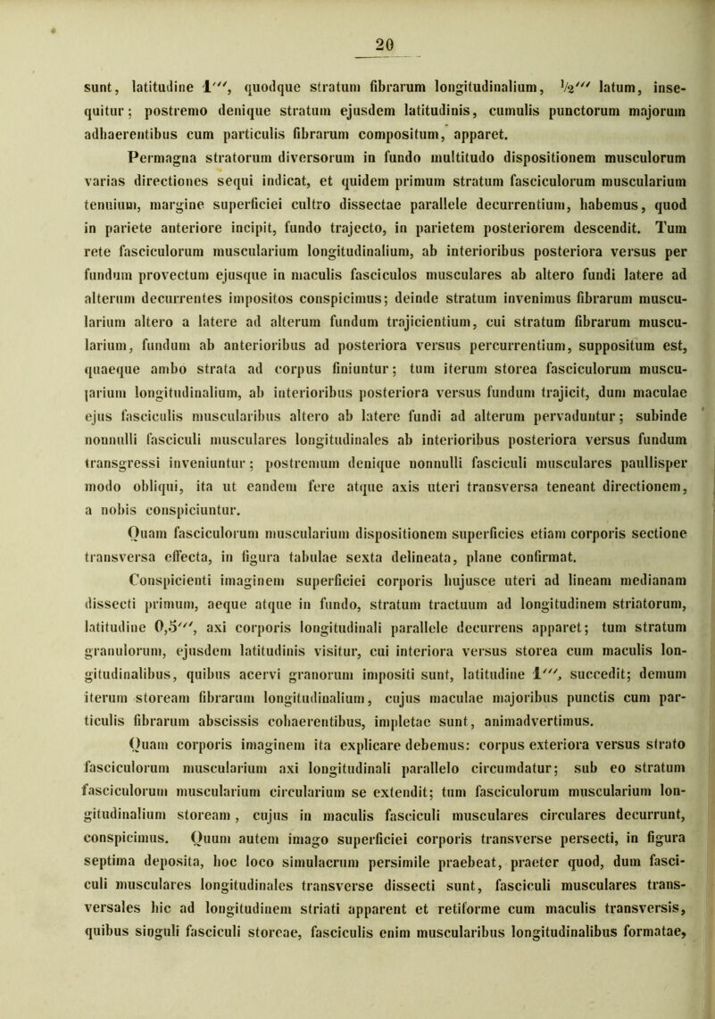 sunt, latitudine 1', quodque stratum fibrarum longitudinalium, 1/2/// latum, inse- quitur; postremo denique stratum ejusdem latitudinis, cumulis punctorum majorum adhaerentibus cum particulis fibrarum compositum, apparet. Permagna stratorum diversorum in fundo multitudo dispositionem musculorum varias directiones sequi indicat, et quidem primum stratum fasciculorum muscularium tenuium, margine superficiei cultro dissectae parallele decurrentium, habemus, quod in pariete anteriore incipit, fundo trajecto, in parietem posteriorem descendit. Tum rete fasciculorum muscularium longitudinalium, ab interioribus posteriora versus per fundum provectum ejusque in maculis fasciculos musculares ab altero fundi latere ad alterum decurrentes impositos conspicimus; deinde stratum invenimus fibrarum muscu- larium altero a latere ad alterum fundum trajicientium, cui stratum fibrarum muscu- larium, fundum ab anterioribus ad posteriora versus percurrentium, suppositum est, quaeque ambo strata ad corpus finiuntur; tum iterum storea fasciculorum muscu- larium longitudinalium, ab interioribus posteriora versus fundum trajicit, dum maculae ejus fasciculis muscularibus altero ab latere fundi ad alterum pervaduntur; subinde nonnulli fasciculi musculares longitudinales ab interioribus posteriora versus fundum transgressi inveniuntur; postremum denique nonnulli fasciculi musculares paullisper modo obliqui, ita ut eandem fere atque axis uteri transversa teneant directionem, a nobis conspiciuntur. Ouam fasciculorum muscularium dispositionem superficies etiam corporis sectione transversa effecta, in figura tabulae sexta delineata, plane confirmat. Conspicienti imaginem superficiei corporis hujusce uteri ad lineam medianam dissecti primum, aeque atque in fundo, stratum tractuum ad longitudinem striatorum, latitudine 0,5', axi corporis longitudinali parallele decurrens apparet; tum stratum granulorum, ejusdem latitudinis visitur, cui interiora versus storea cum maculis lon- gitudinalibus, quibus acervi granorum impositi sunt, latitudine l't succedit; demum iterum stoream fibrarum longitudinalium, cujus maculae majoribus punctis cum par- ticulis fibrarum abscissis cohaerentibus, impletae sunt, animadvertimus. Quam corporis imaginem ita explicare debemus: corpus exteriora versus strato fasciculorum muscularium axi longitudinali parallelo circumdatur; sub eo stratum fasciculorum muscularium circularium se extendit; tum fasciculorum muscularium lon- gitudinalium stoream, cujus in maculis fasciculi musculares circulares decurrunt, conspicimus. Quum autem imago superficiei corporis transverse persecti, in figura septima deposita, hoc loco simulacrum persimile praebeat, praeter quod, dum fasci- culi musculares longitudinales transverse dissecti sunt, fasciculi musculares trans- versales hic ad longitudinem striati apparent et retiforme cum maculis transversis, quibus singuli fasciculi storeae, fasciculis enim muscularibus longitudinalibus formatae,