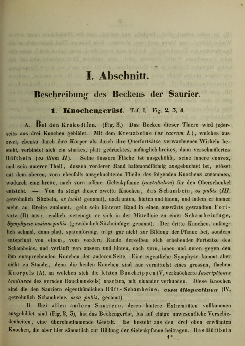 I. Abschnitt. i Beschreibung* des Beckens der Saurier. 1. Knochengerüst Taf. i. Fig. 2, 3, 4. A. Bei den Krokodilen. (Fig. 3.) Das Becken dieser Thiere wird jeder- seits aus drei Knochen gebildet. Mit dem Kreuzbeine (os sacrum /.), welches aus zwei, ebenso durch ihre Körper als durch ihre Querfortsätze verwachsenen Wirbeln be- steht, verbindet sich ein starkes, platt gedrücktes, anfänglich breites, dann verschmälertes Hüftbein (05 ilium 11). Seine äussere Fläche ist ausgehöhlt, seine innere convex, und sein unterer Theil, dessen vorderer Rand halbmondförmig ausgebuchtet ist, stösst mit dem oberen, vorn ebenfalls ausgebuchteten Theile des folgenden Knochens zusammen, wodurch eine breite, nach vorn offene Gelenkpfanne (acetabulum) für den Oberschenkel entsteht. — Von da steigt dieser zweite Knochen, das Schambein, os pubis (11I3 gewöhnlich Sitzbein, os iscliii genannt), nach unten, hinten und innen, und indem er immer mehr an Breite zunimmt, geht sein hinterer Rand in einen auswärts gewandten Fort- satz (B) aus; endlich vereinigt er sich in der Mittellinie zu einer Schambeinfuge, Symphysis ossium pubis (gewöhnlich Sitzbeinfuge genannt). Der dritte Knochen, anfäng- lich schmal, dann platt, spatenförmig, trägt gar nicht zur Bildung der Pfanne bei, sondern entspringt von einem, vom vordem Rande derselben sich erhebenden Fortsatze des Schambeins, und verläuft von aussen und hinten, nach vorn, innen und unten gegen den ihm entsprechenden Knochen der anderen Seite. Eine eigentliche Symphyse kommt aber nicht zu Stande, denn die beiden Knochen sind nur vermittelst eines grossen, flachen Knorpels (A), an welchen sich die letzten Bauchrippen (V, verknöcherte lnscriptiones tendineae des geraden Bauchmuskels) ansetzen, mit einander verbunden. Diese Knochen sind die den Sauriern eigenthümlichen Hüft - Schambeine, ossa iliopectineu (IV, gewöhnlich Schambeine, ossa pubis, genannt). B. Bei allen andern Sauriern, deren hintere Extremitäten vollkommen ausgebildet sind (Fig. 2, 3), hat das Beckengerüst, bis auf einige unwesentliche Verschie- denheiten, eine übereinstimmende Gestalt. Es besteht aus den drei oben erwähnten Knochen, die aber hier sämmtlich zur Bildung der Gelenkpfanne beitragen. Das Hüftbein 1*