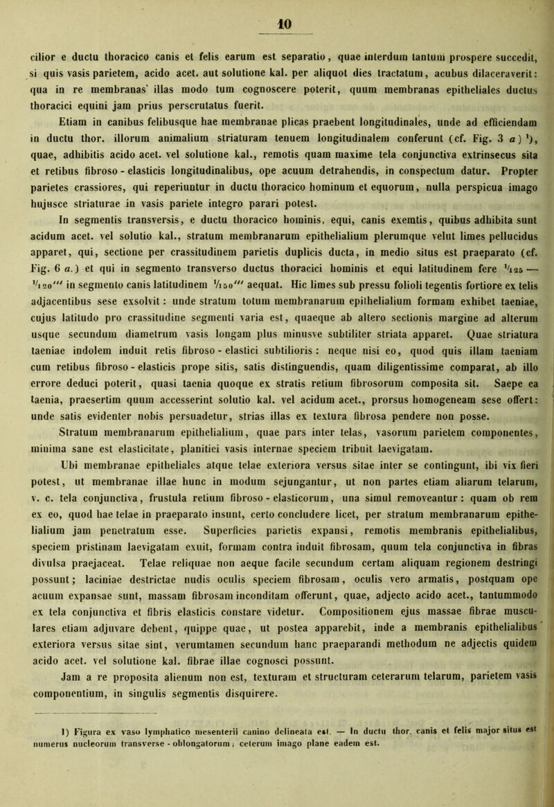 cilior e ductu thoracico canis et felis earum est separatio, quae interdum lantuni prospere succedit, si quis vasis parietem, acido acet, aut solutione kal. per aliquot dies tractatum, acubus dilaceraverit: qua in re membranas' illas modo tum cognoscere poterit, quum membranas epitheliales ductus thoracici equini jam prius perscrutatus fuerit. Etiam in canibus felibusque hae membranae plicas praebent longitudinales, unde ad efficiendam in ductu thor. illorum animalium striaturam tenuem longitudinalem conferunt (cf. Fig. 3 a) '), quae, adhibitis acido acet, vel solutione kal., remotis quam maxime tela conjunctiva extrinsecus sita et retibus fibroso - elasticis longitudinalibus, ope acuum detrahendis, in conspectum datur. Propter parietes crassiores, qui reperiuntur in ductu thoracico hominum et equorum, nulla perspicua imago hujiisce striaturae in vasis pariete integro parari potest. In segmentis transversis, e ductu thoracico hominis, equi, canis exemtis, quibus adhibita sunt acidum acet, vel solutio kal., stratum membranarum epithelialium plerumque velut limes pellucidus apparet, qui, sectione per crassitudinem parietis duplicis ducta, in medio situs est praeparato (cf. Fig. 6n.) et qui in segmento transverso ductus thoracici hominis et equi latitudinem fere — <io‘ in segmento canis latitudinem Viso' aequat. Hic limes sub pressu folioli tegentis fortiore ex telis adjacentibus sese exsolvit: unde stratum totum membranarum epithelialium formam exhibet taeniae, cujus latitudo pro crassitudine segmenti varia est, quaeque ab altero sectionis margine ad alterum usque secundum diametrum vasis longam plus minusve subtiliter striata apparet. Quae striatura taeniae indolem induit retis fibroso - elastici subtilioris: neque nisi eo, quod quis illam taeniam cum retibus fibroso - elasticis prope sitis, satis distinguendis, quam diligentissime comparat, ab illo errore deduci poterit, quasi taenia quoque ex stratis retium fibrosorum composita sit. Saepe ea taenia, praesertim quum accesserint solutio kal. vel acidum acet., prorsus homogeneam sese offert: unde satis evidenter nobis persuadetur, strias illas ex textura fibrosa pendere non posse. Stratum membranarum epithelialium, quae pars inter telas, vasorum parietem componentes, minima sane est elasticitate, planitiei vasis internae speciem tribuit laevigatam. Ubi membranae epitheliales atque telae exteriora versus sitae inter se contingunt, ibi vix fieri potest, ut membranae illae hunc in modum sejungantur, ut non partes etiam aliarum telarum, v. c. tela conjunctiva, frustula retium fibroso - elasticorum, una simul removeantur: quam ob rem ex eo, quod hae telae in praeparato insunt, certo concludere licet, per stratum membranarum epithe- lialium jam penetratum esse. Superficies parietis expansi, remotis membranis epithelialibus, speciem pristinam laevigatam exuit, formam contra induit fibrosam, quum tela conjunctiva in fibras divulsa praejaceat. Telae reliquae non aeque facile secundum certam aliquam regionem destringi possunt; laciniae destrictae nudis oculis speciem fibrosam, oculis vero armatis, postquam ope acuum expansae sunt, massam fibrosam inconditam offerunt, quae, adjecto acido acet., tantummodo ex tela conjunctiva et fibris elasticis constare videtur. Compositionem ejus massae fibrae muscu- lares etiam adjuvare debent, quippe quae, ut postea apparebit, inde a membranis epithelialibus exteriora versus sitae sint, verumtamen secundum hanc praeparandi methodum ne adjectis quidem acido acet, vel solutione kal. fibrae illae cognosci possunt. Jam a re proposita alienum non est, texturam et structuram ceterarum telarum, parietem vasis compouentium, in singulis segmentis disquirere. 1) Figura ex vaso lymphatico mesenterii canino delineata est. — In ductu thor. canis et felis major situs est numerus nucleorum transverse - oblongatorum; ceterum imago plane eadem est.