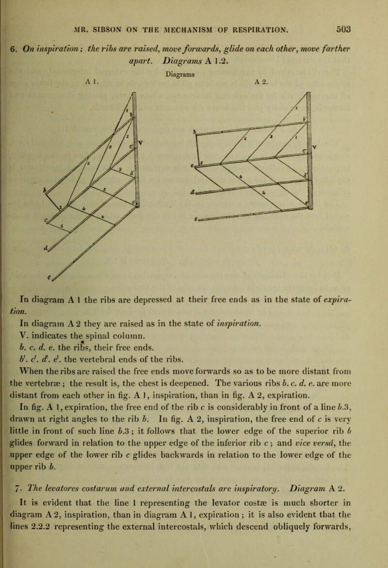 6. On inspiration ; the ribs are raised, move forwards, glide on each other, move farther apart. Diagrams A 1.2. Diagrams A 1. A 2. In diagram A 1 the ribs are depressed at their free ends as in the state of expira- tion. In diagram A 2 they are raised as in the state of inspiration. V. indicates the spinal column. b, c. d. e. the ribs, their free ends. b'. c'. d'. d. the vertebral ends of the ribs. When the ribs are raised the free ends move forwards so as to be more distant from the vertebrae ; the result is, the chest is deepened. The various ribs b. c. d. e. are more distant from each other in fig. A 1, inspiration, than in fig. A 2, expiration. In fig. A 1, expiration, the free end of the rib c is considerably in front of a line b.3, drawn at right angles to the rib b. In fig. A 2, inspiration, the free end of c is very little in front of such line b.3 ; it follows that the lower edge of the superior rib b glides forward in relation to the upper edge of the inferior rib c; and vice versd, the upper edge of the lower rib c glides backwards in relation to the lower edge of the upper rib b. 7- The levatores cost arum and external intercostals are inspiratorij. Diagram A 2. It is evident that the line 1 representing the levator costae is much shorter in diagram A 2, inspiration, than in diagram A 1, expiration ; it is also evident that the lines 2.2.2 representing the external intercostals, which descend obliquely forwards,