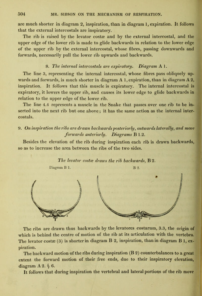 are much shorter in diagram 2, inspiration, than in diagram 1, expiration. It follows that the external intercostals are inspiratory. The rib is raised by the levator costae and by the external intercostal, and the upper edge of the lower rib is made to glide backwards in relation to the lower edge of the upper rib by the external intercostal, whose fibres, passing downwards and forwards, necessarily pull the lower rib upwards and backwards. 8. The internal intercostals are expiratory. Diagram A 1. The line 3, representing the internal intercostal, whose fibres pass obliquely up- wards and forwards, is much shorter in diagram A 1, expiration, than in diagram A 2, inspiration. It follows that this muscle is expiratory. The internal intercostal is expiratory, it lowers the upper rib, and causes its lower edge to glide backwards in relation to the upper edge of the lower rib. The line 4.4 represents a muscle in the Snake that passes over one rib to be in- serted into the next rib but one above; it has the same action as the internal inter- costals. 9. On inspiration the ribs are drawn backwards posteriorly, outwards laterally, and move forwards anteriorly. Diagrams B 1.2. Besides the elevation of the rib during inspiration each rib is drawn backwards, so as to increase the area between the ribs of the two sides. The levator costae draws the rib backwards, B 2. Diagram B 1. B 2. The ribs are drawn thus backwards by the levatores costarum, 3.3, the origin of which is behind the centre of motion of the rib at its articulation with the vertebra. The levator cos toe (3) is shorter in diagram B 2, inspiration, than in diagram B 1, ex- piration. The backward motion of the ribs during inspiration (B 2) counterbalances to a great extent the forward motion of their free ends, due to their inspiratory elevation, diagram A 2. § 6. It follows that during inspiration the vertebral and lateral portions of the rib move