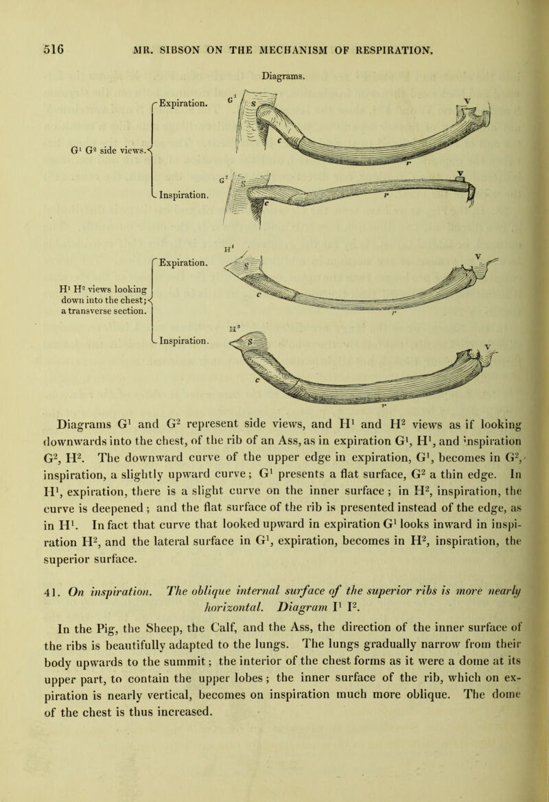 Diagrams. Diagrams G1 and G2 represent side views, and H1 and H2 views as if looking downwards into the chest, of the rib of an Ass, as in expiration Gl, H1, and Inspiration G2, IT2. The downward curve of the upper edge in expiration, G1, becomes in G2, inspiration, a slightly upward curve; Gl presents a flat surface, G2 a thin edge. In H1, expiration, there is a slight curve on the inner surface ; in H2, inspiration, the curve is deepened ; and the flat surface of the rib is presented instead of the edge, as in H1. In fact that curve that looked upward in expiration G1 looks inward in inspi- ration H2, and the lateral surface in G1, expiration, becomes in H2, inspiration, the superior surface. 41. On inspiration. The oblique internal surface of the superior ribs is more nearly horizontal. Diagram I1 I2. In the Pig, the Sheep, the Calf, and the Ass, the direction of the inner surface of the ribs is beautifully adapted to the lungs. The lungs gradually narrow from their body upwards to the summit; the interior of the chest forms as it were a dome at its upper part, to contain the upper lobes; the inner surface of the rib, which on ex- piration is nearly vertical, becomes on inspiration much more oblique. The dome of the chest is thus increased.