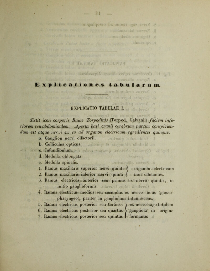 l/ j jrj//}’ Explicationes tabularii 111. EXPLICATIO TABULAE I. Sistit icon corporis Raiae Torpedinis (Torped. Galvanii) faciem infe- riorem seu abdominalem. Aperta basi cranii cerebrum, partim conspicien- dum est atque nervi eoe eo ad organon electricum egredientes quinque. a. Ganglion nervi olfactorii. b. Colliculus opticus. c. Infundibulum. d. Medulla oblongata e. Medulla spinalis. 1. Ramus maxillaris superior nervi quinti » organon electricum 2. Ramus maxillaris inferior nervi quinti j non salutantes. 3. Ramus electricus anterior seu primus ex nervo quinto, in initio ganglioformis. 4. Ramus electricus medius seu secundus ex nervo nono (glosso- pharyngeo), pariter in gangliolum intumescens. 5. Ramus electricus posterior seu tertius i ex nervo vago totidem 6. Ramus electricus posterior seu quartus > gangliola in origine 7. Ramus electricus posterior seu quintus ) formante.