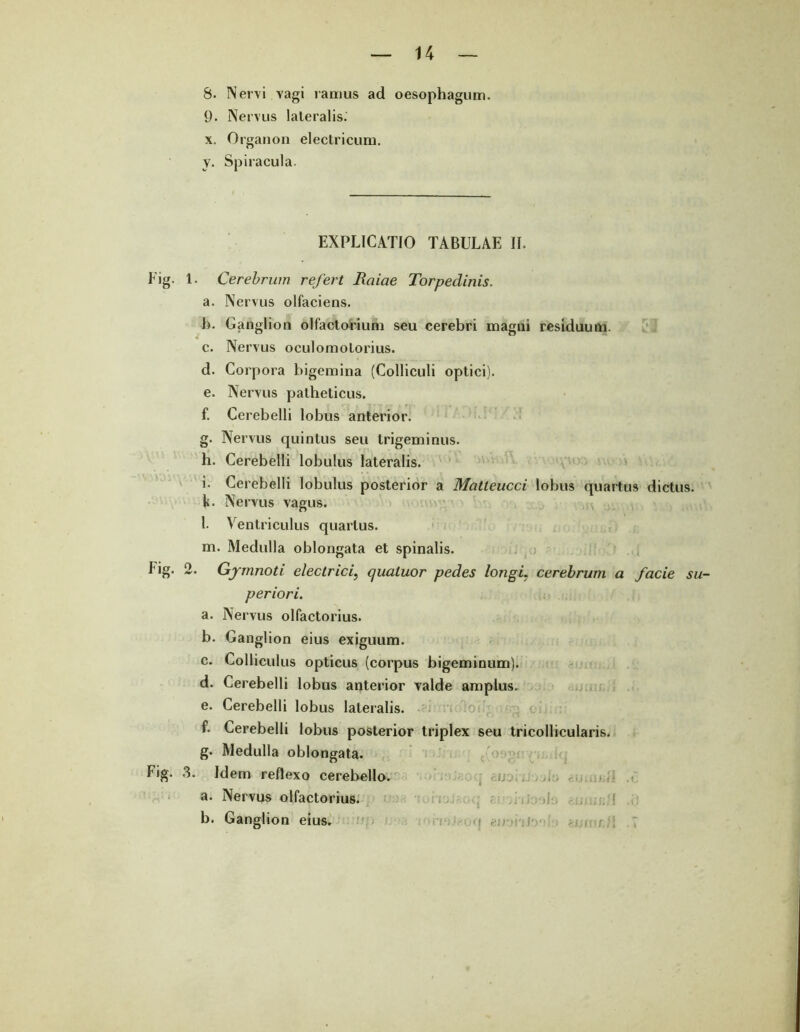 8. Nervi vagi ramus ad oesophagum. 9- Nervus lateralis. x. Organon electricum. y. Spiracula. EXPLICATIO TABULAE II. Fig. 1. Cerebrum refert Rciiae Torpedinis. a. Nervus olfaciens. b. Ganglion olfactorium seu cerebri magni residuum. c. Nervus oculomotorius. d. Corpora bigemina (Colliculi optici). e. Nervus patheticus. f. Cerebelli lobus anterior. g. Nervus quintus seu trigeminus. h. Cerebelli lobulus lateralis. i. Cerebelli lobulus posterior a Matteucci lobus quartus dictus, k- Nervus vagus. l. Ventriculus quarius. m. Medulla oblongata et spinalis. Fig. 2. Gjmnoti electrici, qualuor pedes longi. cerebrum a facie su- periori. a. Nervus olfactorius. b. Ganglion eius exiguum. c. Colliculus opticus (corpus bigeminum). d. Cerebelli lobus anterior valde amplus. e. Cerebelli lobus lateralis. f. Cerebelli lobus posterior triplex seu tricollicularis. g. Medulla oblongata. Fig. 3. Idem reflexo cerebello. a. Nervus olfactorius. b. Ganglion eius. . r.