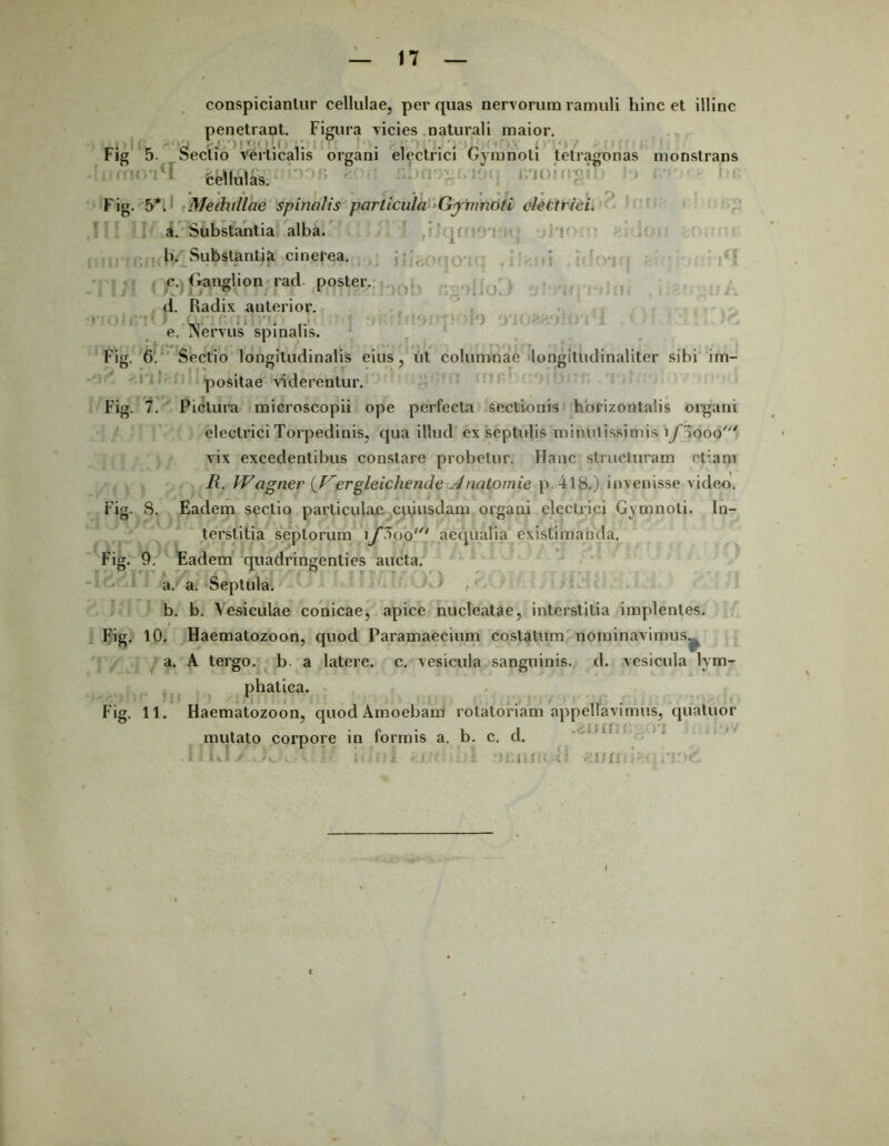 conspiciantur cellulae, per quas nervorum ramuli hinc et illinc penetrant. Figura vicies naturali maior. Fig 5. Sectio verticalis organi electrici Gymnoli tetragonas monstrans cellulas. Fig. 5*. Medullae spinalis particula Gjrnnoti electrici. a. Substantia alba. b. Substantia cinerea. fJCMlO'iq .ilujii .idcmi c. Ganglion rad poster. d. Radix anterior. ... . e. INervus spinalis. Fig. 6. Sectio longitudinalis eius , ut columnae longiludinaliter sibi im- positae viderentur. Fig. 7. Pictura microscopii ope perfecta sectionis horizontalis organi electrici Torpedinis, qua illud ex septulis minui issimis lyiooo' vix excedentibus constare probetur. Hanc structuram etiam R. IVagner {Gergleichende Anatomie p,4l8.) invenisse video. Fig. 8. Eadem sectio particulae cuiusdam orgaui electrici Gymnoli. In- terstitia septorum 'ifipo* aequalia existimanda. Fig. 9. Eadem quadringenties aucta a. a. Septula. b. b. Vesiculae conicae, apice nucleatae, interstitia implentes. / Fig. 10. Haematozoon, quod Paramaecium costatum nominavimus.^ a. A tergo, b. a latere, c. vesicula sanguinis, d. vesicula lym- phatica. Fig. 11. Haematozoon, quodAmoebam rotatoriam appellavimus, quatuor mutato corpore in formis a. b. c. d. .. • • i f ; DdiiK-in -amti