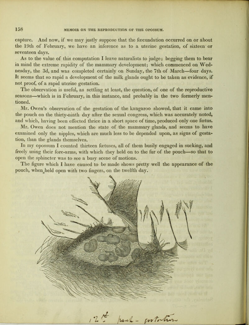 capture. And now, if we may justly suppose that the fecundation occurred on or about the 19th of February, we have an inference as to a uterine gestation, of sixteen or seventeen days. As to the value of this computation I leave naturalists to judge; begging them to bear in mind the extreme rapidity of the mammary development; which commenced on Wed- nesday, the 3d, and was completed certainly on Sunday, the 7th of March—four days. It seems that so rapid a development of the milk glands ought to be taken as evidence, if not proof, of a rapid uterine gestation. The observation is useful, as settling at least, the question, of one of the reproductive seasons—which is in February, in this instance, and probably in the two formerly men- tioned. Mr. Owen’s observation of the gestation of the kangaroo showed, that it came into the pouch on the thirty-ninth day after the sexual congress, which was accurately noted, and which, having been effected thrice in a short space of time, produced only one fetus. Mr. Owen does not mention the state of the mammary glands, and seems to have examined only the nipples, which are much less to be depended upon, as signs of gesta- tion, than the glands themselves. In my opossum I counted thirteen fetuses, all of them busily engaged in sucking, and freely using their fore-arms, with which they held on to the fur of the pouch—so that to open the sphincter was to see a busy scene of motions. The figure which I have caused to be made shows pretty well the appearance of the pouch, whenjield open with two fingers, on the twelfth day.