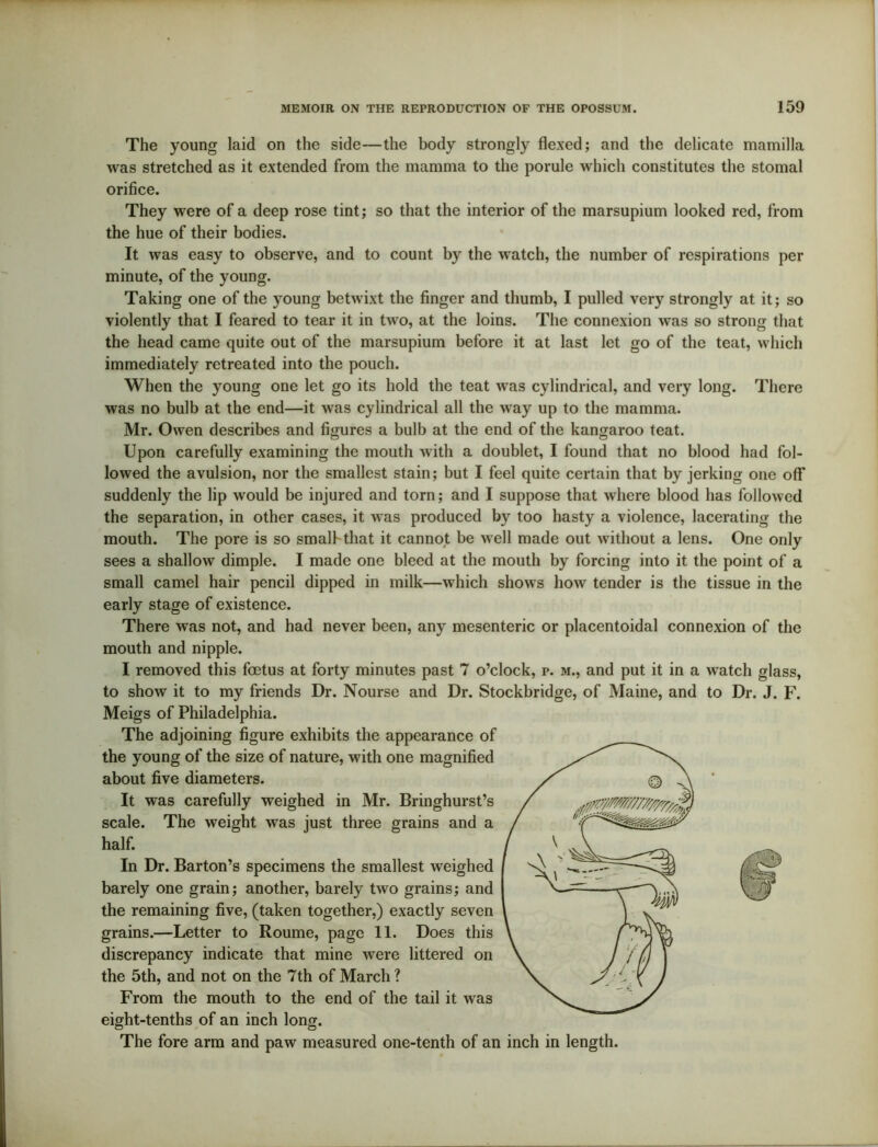 The young laid on the side—the body strongly flexed; and the delicate mamilla was stretched as it extended from the mamma to the porule which constitutes the stomal orifice. They were of a deep rose tint; so that the interior of the marsupium looked red, from the hue of their bodies. It was easy to observe, and to count by the watch, the number of respirations per minute, of the young. Taking one of the young betwixt the finger and thumb, I pulled very strongly at it; so violently that I feared to tear it in two, at the loins. The connexion was so strong that the head came quite out of the marsupium before it at last let go of the teat, which immediately retreated into the pouch. When the young one let go its hold the teat was cylindrical, and very long. There was no bulb at the end—it was cylindrical all the way up to the mamma. Mr. Owen describes and figures a bulb at the end of the kangaroo teat. Upon carefully examining the mouth with a doublet, I found that no blood had fol- lowed the avulsion, nor the smallest stain; but I feel quite certain that by jerking one off suddenly the lip would be injured and torn; and I suppose that where blood has followed the separation, in other cases, it was produced by too hasty a violence, lacerating the mouth. The pore is so small-that it cannot be well made out without a lens. One only sees a shallow dimple. I made one bleed at the mouth by forcing into it the point of a small camel hair pencil dipped in milk—which shows how tender is the tissue in the early stage of existence. There was not, and had never been, any mesenteric or placentoidal connexion of the mouth and nipple. I removed this foetus at forty minutes past 7 o’clock, p. m., and put it in a watch glass, to show it to my friends Dr. Nourse and Dr. Stockbridge, of Maine, and to Dr. J. F. Meigs of Philadelphia. The adjoining figure exhibits the appearance of the young of the size of nature, with one magnified about five diameters. It was carefully weighed in Mr. Bringhurst’s scale. The weight was just three grains and a half. In Dr. Barton’s specimens the smallest weighed barely one grain; another, barely two grains; and the remaining five, (taken together,) exactly seven grains.—Letter to Roume, page 11. Does this discrepancy indicate that mine were littered on the 5th, and not on the 7th of March ? From the mouth to the end of the tail it was eight-tenths of an inch long. The fore arm and paw measured one-tenth of an inch in length.