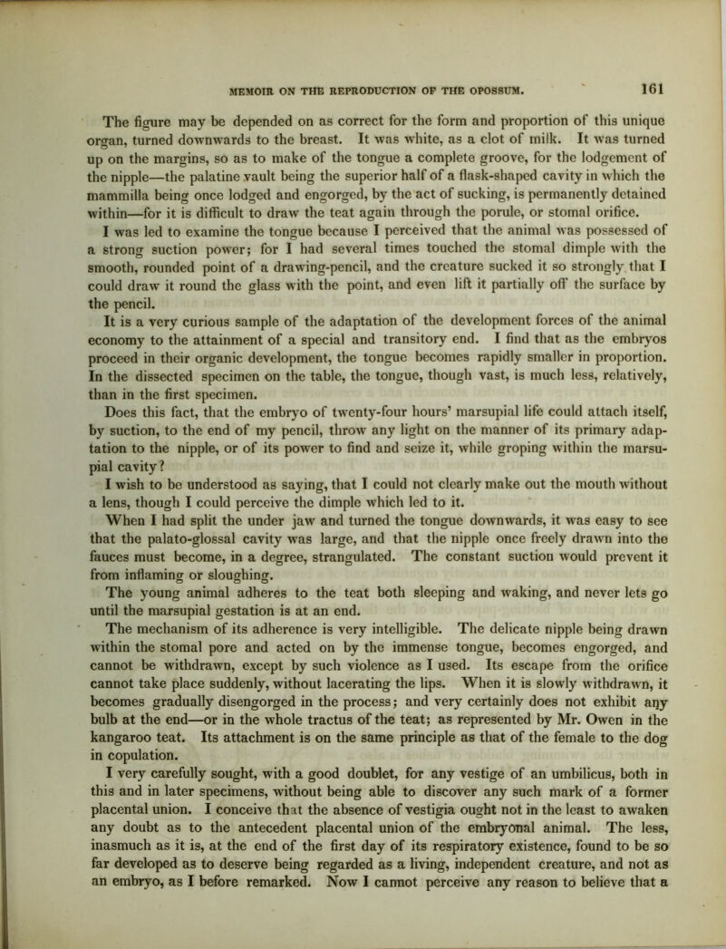 The figure may be depended on as correct for the form and proportion of this unique organ, turned downwards to the breast. It was white, as a clot of milk. It was turned up on the margins, so as to make of the tongue a complete groove, for the lodgement of the nipple—the palatine vault being the superior half of a flask-shaped cavity in which the mammilla being once lodged and engorged, by the act of sucking, is permanently detained within—for it is difficult to draw the teat again through the porule, or stomal orifice. I was led to examine the tongue because I perceived that the animal was possessed of a strong suction power; for I had several times touched the stomal dimple with the smooth, rounded point of a drawing-pencil, and the creature sucked it so strongly that I could draw it round the glass with the point, and even lift it partially off the surface by the pencil. It is a very curious sample of the adaptation of the development forces of the animal economy to the attainment of a special and transitory end. I find that as the embryos proceed in their organic development, the tongue becomes rapidly smaller in proportion. In the dissected specimen on the table, the tongue, though vast, is much less, relatively, than in the first specimen. Does this fact, that the embryo of twenty-four hours’ marsupial life could attach itself, by suction, to the end of my pencil, throw any light on the manner of its primary adap- tation to the nipple, or of its power to find and seize it, while groping within the marsu- pial cavity? I wish to be understood as saying, that I could not clearly make out the mouth without a lens, though I could perceive the dimple which led to it. When I had split the under jaw and turned the tongue downwards, it was easy to see that the palato-glossal cavity was large, and that the nipple once freely drawn into the fauces must become, in a degree, strangulated. The constant suction would prevent it from inflaming or sloughing. The young animal adheres to the teat both sleeping and waking, and never lets go until the marsupial gestation is at an end. The mechanism of its adherence is very intelligible. The delicate nipple being drawn within the stomal pore and acted on by the immense tongue, becomes engorged, and cannot be withdrawn, except by such violence as I used. Its escape from the orifice cannot take place suddenly, without lacerating the lips. When it is slowly withdrawn, it becomes gradually disengorged in the process; and very certainly does not exhibit aijy bulb at the end—or in the whole tractus of the teat; as represented by Mr. Owen in the kangaroo teat. Its attachment is on the same principle as that of the female to the dog in copulation. I very carefully sought, with a good doublet, for any vestige of an umbilicus, both in this and in later specimens, without being able to discover any such mark of a former placental union. I conceive that the absence of vestigia ought not in the least to awaken any doubt as to the antecedent placental union of the embryonal animal. The less, inasmuch as it is, at the end of the first day of its respiratory existence, found to be so far developed as to deserve being regarded as a living, independent creature, and not as an embryo, as I before remarked. Now I cannot perceive any reason to believe that a