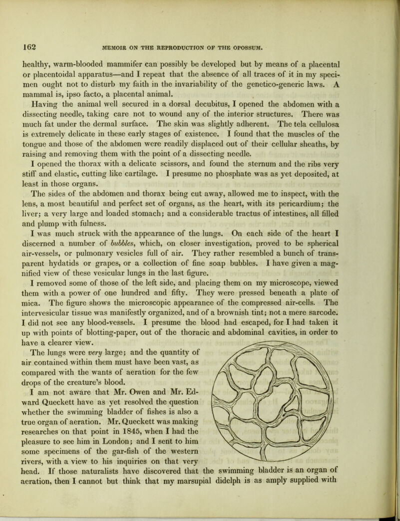 healthy, warm-blooded mammifer can possibly be developed but by means of a placental or placentoidal apparatus—and I repeat that the absence of all traces of it in my speci- men ought not to disturb my faith in the invariability of the genetico-generic laws. A mammal is, ipso facto, a placental animal. Having the animal well secured in a dorsal decubitus, I opened the abdomen with a dissecting needle, taking care not to wound any of the interior structures. There was much fat under the dermal surface. The skin was slightly adherent. The tela cellulosa is extremely delicate in these early stages of existence. I found that the muscles of the tongue and those of the abdomen were readily displaced out of their cellular sheaths, by raising and removing them with the point of a dissecting needle. I opened the thorax with a delicate scissors, and found the sternum and the ribs very stiff and elastic, cutting like cartilage. I presume no phosphate was as yet deposited, at least in those organs. The sides of the abdomen and thorax being cut away, allowed me to inspect, with the lens, a most beautiful and perfect set of organs, as the heart, with its pericardium; the liver; a very large and loaded stomach; and a considerable tractus of intestines, all filled and plump with fulness. I was much struck with the appearance of the lungs. On each side of the heart I discerned a number of bubbles, which, on closer investigation, proved to be spherical air-vessels, or pulmonary vesicles full of air. They rather resembled a bunch of trans- parent hydatids or grapes, or a collection of fine soap bubbles. I have given a mag- nified view of these vesicular lungs in the last figure. I removed some of those of the left side, and placing them on my microscope, viewed them with a power of one hundred and fifty. They were pressed beneath a plate of mica. The figure shows the microscopic appearance of the compressed air-cells. The intervesicular tissue was manifestly organized, and of a brownish tint; not a mere sarcode. I did not see any blood-vessels. I presume the blood had escaped, for I had taken it up with points of blotting-paper, out of the thoracic and abdominal cavities, in order to have a clearer view. The lungs were very large; and the quantity of air contained within them must have been vast, as with the wants of aeration for the few drops of the creature’s blood. I am not aware that Mr. Owen and Mr. Ed- ward Queckett have as yet resolved the question whether the swimming bladder of fishes is also a true organ of aeration. Mr. Queckett was making researches on that point in 1845, when I had the pleasure to see him in London; and I sent to him some specimens of the gar-fish of the western rivers, with a view to his inquiries on that very head. If those naturalists have discovered that the swimming bladder is an organ of aeration, then I cannot but think that my marsupial didelph is as amply supplied with