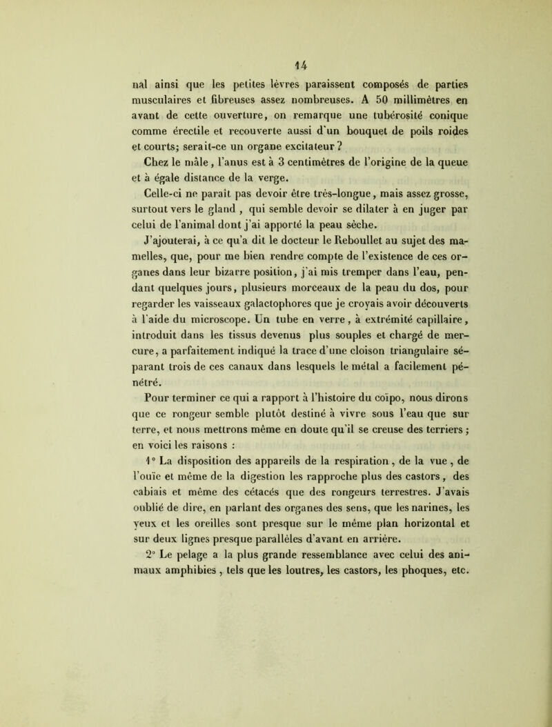 nal ainsi que les petites lèvres paraissent composés de parties musculaires et fibreuses assez nombreuses. A 50 millimètres en avant de cette ouverture, on remarque une tubérosité conique comme érectile et recouverte aussi d'un bouquet de poils roides et courts; serait-ce un organe excitateur? Chez le mâle , l’anus est à 3 centimètres de l’origine de la queue et à égale distance de la verge. Celle-ci ne paraît pas devoir être très-longue, mais assez grosse, surtout vers le gland , qui semble devoir se dilater à en juger par celui de l’animal dont j’ai apporté la peau sèche. J’ajouterai, à ce qu’a dit le docteur le Reboullet au sujet des ma- melles, que, pour me bien rendre compte de l’existence de ces or- ganes dans leur bizarre position, j’ai mis tremper dans l’eau, pen- dant quelques jours, plusieurs morceaux de la peau du dos, pour regarder les vaisseaux galactophores que je croyais avoir découverts à l'aide du microscope. Un tube en verre , à extrémité capillaire, introduit dans les tissus devenus plus souples et chargé de mer- cure, a parfaitement indiqué la trace d’une cloison triangulaire sé- parant trois de ces canaux dans lesquels le métal a facilement pé- nétré. Pour terminer ce qui a rapport à l’histoire du coïpo, nous dirons que ce rongeur semble plutôt destiné à vivre sous l’eau que sur terre, et nous mettrons même en doute qu’il se creuse des terriers ; en voici les raisons : 1° La disposition des appareils de la respiration, de la vue , de l’ouïe et même de la digestion les rapproche plus des castors, des cabiais et même des cétacés que des rongeurs terrestres. J’avais oublié de dire, en parlant des organes des sens, que les narines, les yeux et les oreilles sont presque sur le même plan horizontal et sur deux lignes presque parallèles d’avant en arrière. 2° Le pelage a la plus grande ressemblance avec celui des ani- maux amphibies , tels que les loutres, les castors, les phoques, etc.