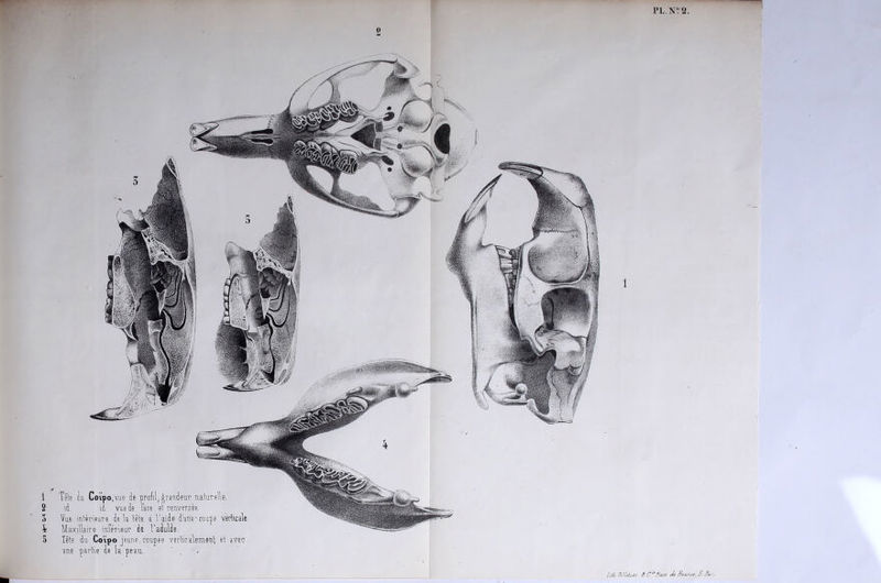 PL.N? 8. 2 1 2 3 i 5 Tête du Coipo.vue de profil, grandeur naturelle, id. id. vue de face et renversée. Vue intérieure de la tête a l'aide d'une-coupe verticale Maxillaire inférieur de TaJulde. Tête du Coïpo jeune,coupée verticalement et avec une partie de la peau. 1 Lilh Ttlltlier â- C* Fluet Je ffour/t, 5. Jeu