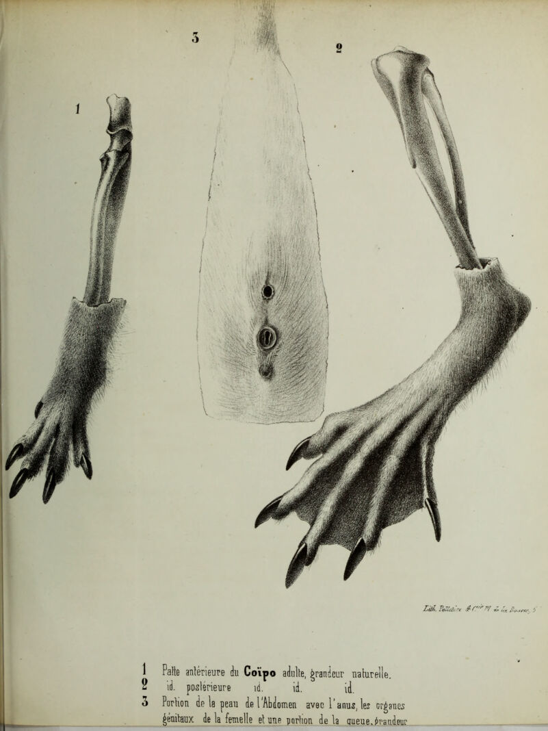 1 2 n O I Faite antérieure du Co’ipo adulte, grandeur naturelle, id. postérieure id. id. id. Portion de la peau de l'Abdomen avec T anus, les orgues génitaux de la femelle et une portion delà queue, fraudeur