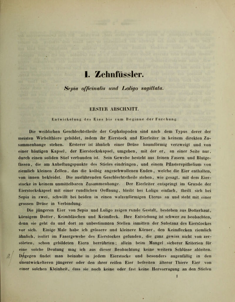 Sepia officinalis und Loligo sagittata. ERSTER ABSCHNITT. Entwickelung des Eies bis zum IS e g i n n e der Furchung. Die weiblichen Geschlecbtstheile der Cephalopoden sind nach dem I'ypus derer der meisten Wirbelthiere gebildet, indem ihr Eierstock und Eierleiter in keinem direkten Zu- sammenhänge stehen. Ersterer ist ähnlich einer Drüse haumförmig verzweigt und von einer häutigen Kapsel, der Eierslockskapsel, umgeben, mit der er, an einer Seite nur, durch einen soliden Stiel verbunden ist. Sein Gewebe besteht aus feinen Fasern und Blutge- fässen, die am Anheftuugspunkte des Stieles eindringen, und einem Püasterepithelium von ziemlich kleinen Zellen, das die kolbig angeschwollenen Enden , welche die Eier enthalten, von innen bekleidet. Die ausführenden Geschlecbtstheile stehen, wie gesagt, mit dem Eier- stocke in keinem unmittelbaren Zusammenhänge. Der Eierleiter entspringt im Grunde der Eierstockskapsel mit einer rundlichen Oeffnung, bleibt bei Loligo einfach, theilt sich bei Sepia in zwei, schwillt bei beiden in einen walzenförmigen Uterus an und steht mit einer grossen Drüse in Verbindung. Die jüngeren Eier von Sepia und Loligo zeigen runde Gestalt, bestehen aus Dotterhaut, körnigem Dotter, Keimbläschen und Keimtleck. Ihre Entstehung ist schwer zu beobachten, denn sie geht da und dort an unbestimmten Stellen inmitten der Substanz des Eierstockes vor sich. Einige Male habe ich grössere und kleinere Körner, den Keimflecken ziemlich ähnlich, isolirt im Fasergewebe des Eierstockes gefunden, die ganz gewiss nicht von zer- störten, schon gebildeten Eiern herrührten; allein beim Mangel sicherer Kriterien für eine solche Deutung mag ich aus dieser Beobachtung keine weitern Schlüsse ableiten. Dagegen findet man beinahe in jedem Eierstocke und besonders augenfällig in den i/nentwickelteren jüngerer oder den ihrer reifen Eier befreiten älterer Thiere Eier von einer solchen Kleinheit, dass sie noch keine oder fast keine Hervorragung an den Stielen 1