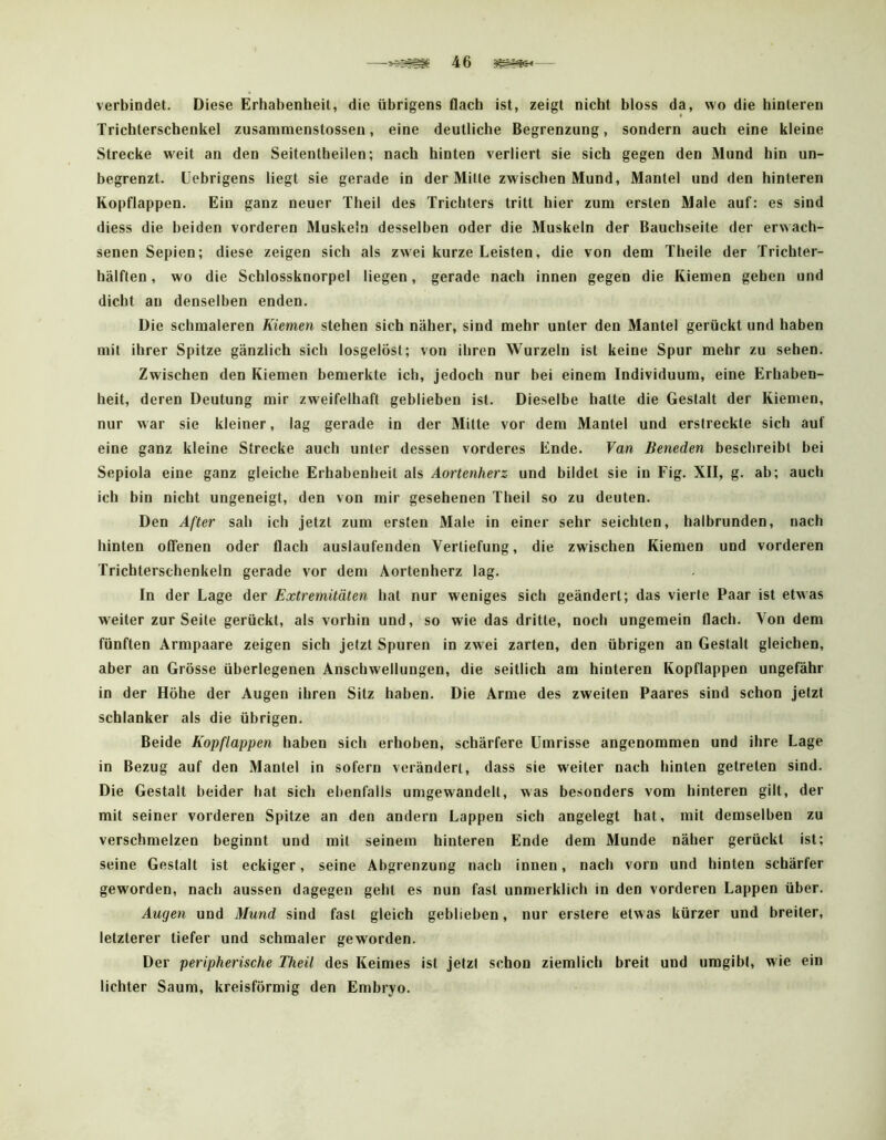 verbindet. Diese Erhabenheit, die übrigens flach ist, zeigt nicht bloss da, wo die hinteren Trichlerschenkel zusanimenstosseu, eine deutliche Begrenzung, sondern auch eine kleine Strecke weit an den Seitentheilen; nach hinten verliert sie sich gegen den Mund hin un- begrenzt. üebrigens liegt sie gerade in der Mitte zwischen Mund, Mantel und den hinteren Kopflappen. Ein ganz neuer Theil des Trichters tritt hier zum ersten Male auf: es sind diess die beiden vorderen Muskeln desselben oder die Muskeln der Bauchseite der erwach- senen Sepien; diese zeigen sich als zwei kurze Leisten, die von dem Theile der Trichter- hälflen, wo die Schlossknorpel liegen, gerade nach innen gegen die Kiemen gehen und dicht au denselben enden. Die schmaleren Kiemen stehen sich näher, sind mehr unter den Mantel gerückt und haben mit ihrer Spitze gänzlich sich losgelöst; von ihren Wurzeln ist keine Spur mehr zu sehen. Zwischen den Kiemen bemerkte ich, jedoch nur bei einem Individuum, eine Erhaben- heit, deren Deutung mir zweifelhaft geblieben ist. Dieselbe hatte die Gestalt der Kiemen, nur war sie kleiner, lag gerade in der Mitte vor dem Mantel und erstreckte sich auf eine ganz kleine Strecke auch unter dessen vorderes Ende. Van Beneden beschreibt bei Sepiola eine ganz gleiche Erhabenheit als Aortenherz und bildet sie in Fig. XII, g. ab; auch ich bin nicht ungeneigt, den von mir gesehenen Theil so zu deuten. Den After sah ich jetzt zum ersten Male in einer sehr seichten, halbrunden, nach hinten offenen oder flach auslaufenden Vertiefung, die zwischen Kiemen und vorderen Trichterschenkeln gerade vor dem Aortenherz lag. In der Lage der Extremitäten hat nur weniges sich geändert; das vierte Paar ist etwas weiter zur Seite gerückt, als vorhin und, so wie das dritte, noch ungemein flach. Von dem fünften Armpaare zeigen sich jetzt Spuren in zwei zarten, den übrigen an Gestalt gleichen, aber an Grösse überlegenen Anschwellungen, die seitlich am hinteren Kopflappen ungefähr in der Höhe der Augen ihren Sitz haben. Die Arme des zweiten Paares sind schon jetzt schlanker als die übrigen. Beide Kopflappen haben sich erhoben, schärfere Umrisse angenommen und ihre Lage in Bezug auf den Mantel in sofern verändert, dass sie weiter nach hinten getreten sind. Die Gestalt beider hat sich ebenfalls umgewandelt, was besonders vom hinteren gilt, der mit seiner vorderen Spitze an den andern Lappen sich angelegt hat, mit demselben zu verschmelzen beginnt und mit seinem hinteren Ende dem Munde näher gerückt ist; seine Gestalt ist eckiger, seine Abgrenzung nach innen, nach vorn und hinten schärfer geworden, nach aussen dagegen geht es nun fast unmerklich in den vorderen Lappen über. Augen und Mund sind fast gleich geblieben, nur erstere etwas kürzer und breiter, letzterer tiefer und schmaler geworden. Der peripherische Theil des Keimes ist jetzt schon ziemlich breit und umgibt, wie ein lichter Saum, kreisförmig den Embryo.