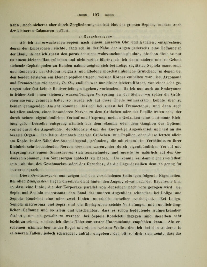 kann, noch sicherer aber durch Zergliederungen nicht blos der grossen Sepien, sondern auch der kleineren Calaniaren erfährt. c) Geruchsorgane. Als ich an erwachsenen Sepien nach einem äusseren Ohr und Kanälen, entsprechend denen der Emhryoncn, suchte, fand ich in der Nähe der Augen jederseits eine Oefliiung in der Haut, io der ich zuerst den porus acusticus wahrzunehmen glaubte, obschon dieselbe nur zu einem kleinen Hautgrübchen und nicht weiter führte; als ich dann andere mir zu Gebote stehende Cephalopoden zu Händen nahm, zeigten sich bei Loligo sagittata, Sepiola macrosoma und Rondeleti, bei Octopus vulgaris und Eledone moscbata ähnliche Grübchen, in denen bei den beiden letzteren ein kleiner papillenarliger, weisser Körper enthalten war, bei Argonauta und Tremoctopus violaceus, D. Ch., endlich war nur dieser letztere Körper, von einer sehr ge- ringen oder fast keiner Hautvertiefung umgeben, vorhanden. Da ich nun auch an Embryonen in früher Zeit einen kleinen, warzenförmigen Vorsprung an der Stelle, wo später die Grüb- chen sassen, gefunden hatte, so wurde ich auf diese Theile aufmerksam, konnte aber zu keiner genügenden Ansicht kommen, bis ich bei zuerst bei Tremoctopus, und dann auch bei allen andern, einen besonderen Nerven zu dem Grübchen oder der Papille treten sah, der durch seinen eigenthümlichen Verlauf und Ursprung meinen Gedanken eine bestimmte Rich- tung gab. Derselbe entsprang nämlich aus dem Stamme oder dem Ganglion des Opticus, verlief durch die Augenhöhle, durchbohrte dann die knorpelige Augeiikapsel und trat an das besagte Organ. Ich hatte demnach paarige Grübchen mit Papillen oder diese letzten allein am Kopfe, in der Nähe der Augen liegend, gefunden, die mit einem, im Verhältniss zu ihrer Kleinheit sehr bedeutenden Nerven versehen waren, der durch eigenthümlichen Verlauf und Ursprung aus einem Sinnesnerveo sich auszeichnete, und musste so natürlich auf den Ge- danken kommen, ein Sinnesorgan entdeckt zu haben. Da konnte es dann nicht zweifelhaft sein, ob das des Geschmackes oder des Geruches, da die Lage desselben deutlich genug für letzteres sprach. Diese Geruchsorgane nun zeigen bei den verschiedenen Gattungen folgende Eigenheiten. Bei allen Zehnfüsslern liegen dieselben dicht hinter den Augen, etwas nach der Bauchseite hin, so dass eine Linie, die der Körperaxe parallel von denselben nach vorn gezogen wird, bei Sepia und Sepiola macrosoma den Rand des unteren Augenlides schneidet, bei Loligo und Sepiola Rondeleti eine oder zwei Linien unterhalb desselben vorbeigeht. Bei Loligo, Sepiola macrosoma und Sepia sind die Riechgruben seichte Vertiefungen mit rundlich-läng- licher Oeffnung und so klein und unscheinbar, dass es schon bedeutende Aufmerksamkeit fordert, um sie gewahr zu werden; bei Sepiola Rondeleti dagegen sind dieselben sehr leicht zu sehen, so dass ich dieses Thier zur ersten Untersuchung empfehlen kann. Sie er- scheinen nämlich hier in der Regel mit einem weissen Walle, den ich bei den anderen in selteneren Fällen, jedoch schwächer, antraf, umgeben, der oft so dick sich zeigt, dass das