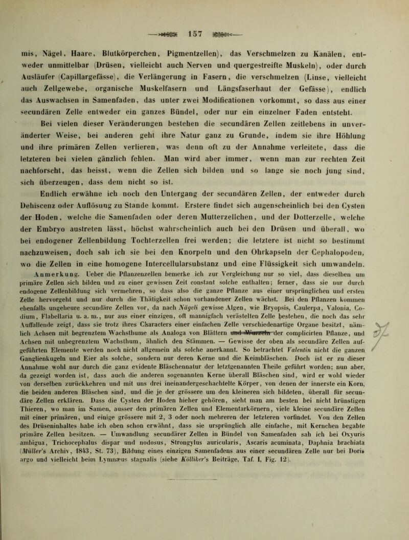 —157 — mis, Nägel, Haare, Blutkörperchen, Pigmentzellen), das Verschmelzen zu Kanälen, ent- weder unmittelbar (Drüsen, vielleicht auch Nerven und quergestreifte Muskeln), oder durch Ausläufer (Capillargefässe), die Verlängerung in Fasern, die verschmelzen (Linse, vielleicht auch Zellgewebe, organische Muskelfasern und Längsfaserhaut der Gefässe), endlich das Auswachsen in Samenfaden, das unter zwei Modificationen vorkommt, so dass aus einer secundären Zelle entweder ein ganzes Bündel, oder nur ein einzelner Faden entsteht. Bei vielen dieser Veränderungen bestehen die secundären Zellen zeitlebens in unver- änderter Weise, bei anderen gehl ihre Natur ganz zu Grunde, indem sie ihre Höhlung und ihre primären Zellen verlieren, was denn oft zu der Annahme verleitete, dass die letzteren bei vielen gänzlich fehlen. Man wird aber immer, wenn man zur rechten Zeit nachforscht, das heisst, wenn die Zellen sich bilden und so lange sie noch jung sind, sich überzeugen, dass dem nicht so ist. Endlich erwähne ich noch den Untergang der secundären Zellen, der entweder durch Dehiscenz oder Auflösung zu Stande kommt. Erstere tindel sich augenscheinlich bei den Cysten der Hoden, welche die Samenfaden oder deren Multerzellchen, und der üotterzelle, welche der Embryo auslreten lässt, höchst wahrscheinlich auch bei den Drüsen und überall, wo bei endogener Zellenbildung Tochterzellen frei werden; die letztere ist nicht so bestimmt nachzuweisen, doch sah ich sie bei den Knorpeln und den Ohrkapseln der Ceplialopoden, wo die Zellen in eine homogene Inlercellularsubstanz und eine Flüssigkeit sich umwandeln. Anmerkung. Ueber die Pllanzenzellen bemerke ich zur Vergleichung nur so viel, dass dieselben um primäre Zellen sieb bilden und zu einer gewissen Zeit constant solche colhalten; ferner, dass sie mir durcli endogene Zellenbildung sich vermehren, so dass also die ganze Pflanze aus einer ursprünglichen und ersten Zelle bervorgebt und nur durch die Tbätigkeit sclion vorhandener Zellen wächst. Bei den Pflanzen kommen ebenfalls ungeheure secundäre Zellen vor, da nach A’a'sfeft gewisse Algen, wie ßryopsis, Caulerpa, Valonia, Co- dium, Flabellaria u. a. m., nur aus einer einzigen, oft mannigfach verästelten Zelle bestehen, die noch das selir Auflallende zeigt, dass sie trotz ihres Characters einer einfachen Zelle verschiedenartige Organe besitzt, näm- lich Achsen mit begrenztem Wachsthume als Analoga von Blättern und AVumc'lu der complicirten Pflanze, und Achsen mit unbegrenztem Wachsthum, ähnlich den Stämmen. — Gewisse der oben als secundäre Zellen auf- gefdhrten Elemente werden noch nicht allgemein als solche anerkannt. So betrachtet Valentin nicht die ganzen Ganglienkugeln und Eier als solche, sondern nur deren Kerne und die Keimbläschen. Doch ist er zu dieser Annahme wohl nur durch die ganz evidente Bläschennatur der letztgenannten Theile geführt worden; nun aber, da gezeigt worden ist, dass aucli die anderen sogenannten Kerne überall Bläschen sind, wird er wohl wieder von derselben zurückkehren und mit uns drei ineinandergeschachtelte Körper, von denen der innerste ein Korn, die beiden anderen Bläschen sind, und die je der grössere um den kleineren sich bildeten, überall für secun- däre Zellen erklären. Dass die Cysten der Hoden hieher gehören, sieht man am besten bei nicht brünstigen Thieren, wo man im Samen, ausser den primären Zellen und Elementarkörnern, viele kleine secundäre Zellen mit einer primären, und einige grössere mit 2, 3 oder noch mehreren der letzteren vorfindet. Von den Zellen des Drüseninhaltes habe ich oben schon erwähnt, dass sie ursprünglich alle einfache, mit Kernchen begabte primäre Zellen besitzen. — Umwandlung secundärer Zellen in Bündel von Samenfaden sah ich bei Oxyuris amhigua, Trichocephalus dispar und nodosus, Strongylus auricularis, Ascaris acuminata, Daphnia brachiata {Müller’s Archiv, 1843, St. 73), Bildung eines einzigen Samenfadens aus einer secundären Zelle nur bei Doris argo und vielleicht beim I.ynmapus stagnalis (siehe Kölliker's Beiträge, Taf. I, Fig. 12).