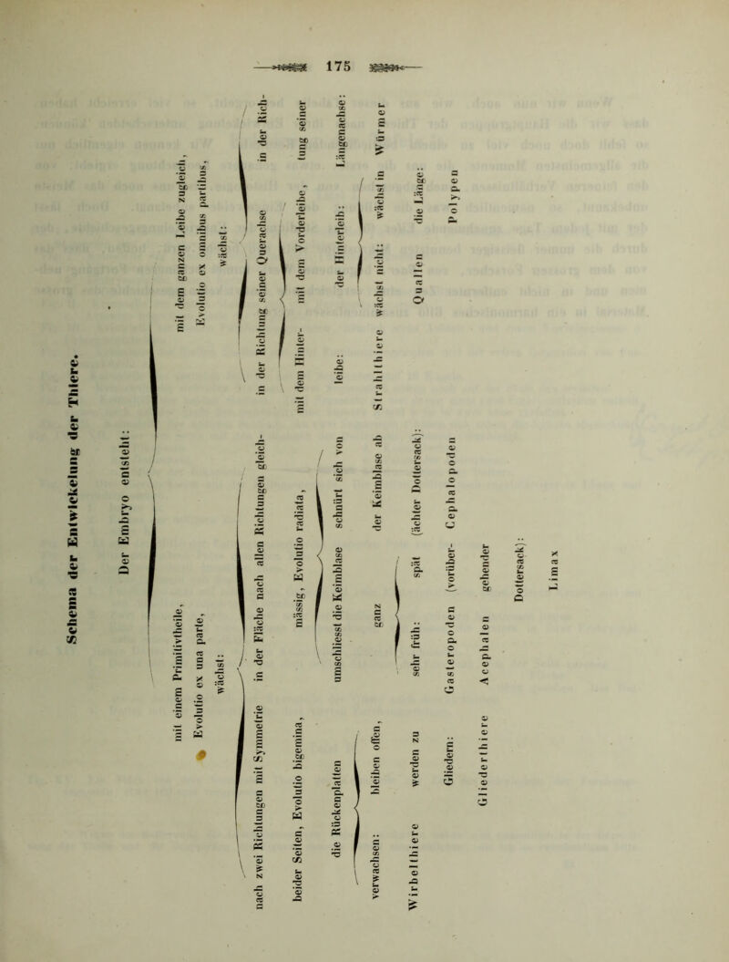 Schema der Eiitwiekeliiiij^ der Tlilere —175