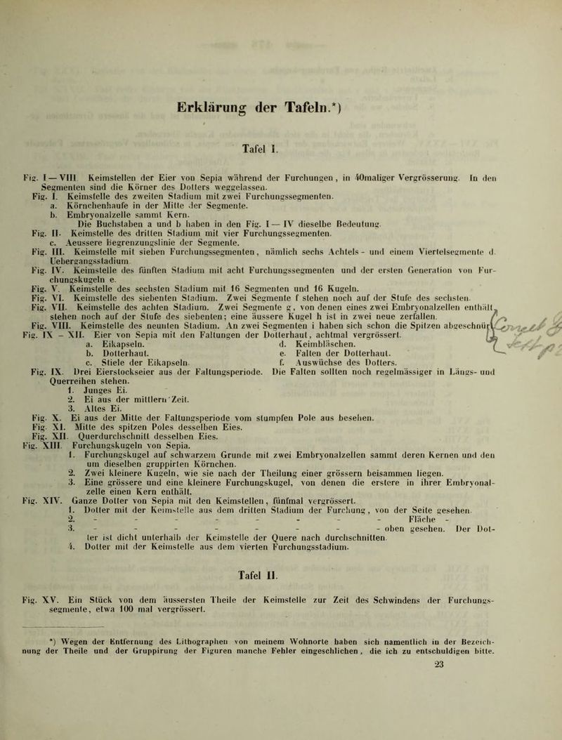 Erklärung der Tafeln.*) Tafel 1. Fis. I — VIII Keimslelleii der Eier von Sepia während der Furcliuiigen , in '»Oinaliser V'ergrösserung. In den Segmenlen sind die Körner des Dolters weggelassen. Fig. I. Keimstelle des zweiten Stadium mit zwei Furchungssegmenten, a. Körnchenhaufe in der Mitte der Segmente. 1). Embryonalzelle samml Kern. Die Buchstaben a und b haben in den Fig. I—IV dieselbe Bedeutung. F’ig. ll. Keimstelle des dritten Stadium mit vier Furchungssegmenten, c. Aeussere liegrenzungslinie der Segmente. Fig. III. Keimstelle mit sieben Furchungssegmenten, nämlich sechs .Achtels - und einem Vierleisegenente d Uebergang.sstadium Fig. IV. Keimstelle des lunften Stadium mit acht Furchuugssegmenten und der ersten (leneration von Fur- chungskugeln e. Fig. V. Keimstelle des sechsten Stadium mit 16 Segmenten und 16 Kugeln. Fig. VI. Keimstelle des siebenten Stadium. Zwei Segmente f stehen noch auf der Stufe des sechsten. Fig. VII. Keimstelle des achten Stadium. Zwei Segmente g, von denen eines zwei Embryonalzellen enthält. stehen noch auf der Stufe des siebenten; eine äussere Kugel h ist in zwei neue zerfallen. / Fig. VIII. Keimstelle des neunten Stadium. An zwei Segmenten i haben sich schon die Spitzen abgeschnüry Fig. IX - XII. Eier von Sepia mit den Faltungen der Dotierhaut, achtmal vergrössert. ^ a. Eikapseln. d. Keimbläschen. b. Dotierhaut. e. Falten der Dolterhaul. c. Stiele der Eikapseln. f. .Auswüchse des Dotters. Fig. IX. Drei Eierslockseier aus der Faltungsperiode. Die Falten sollten noch regelmässiger in Längs- und Ouerreihen stehen. 1. Junges Ei. •2. Ei aus der mittlern Zeit. 3. Alles Ei. Fig. X. Ei aus der Mitte der Fallungsperiode vom stumpfen Pole aus besehen. Fig XI. Mitte des spitzen Poles desselben Eies. Fig. XII. Querdurchschnill desselben Eies. Fig. XIII. Furchungskugeln von Sepia. 1. Furchungskugel auf schwarzem Grunde mit zwei Einbryonalzellen samrat deren Kernen und den um dieselben gruppirten Körnchen. 2. Zwei kleinere Kugeln, wie sie nach der Theiluiig einer grössern beisammen liegen. 3. Eine grössere und eine kleinere Furchungskugel, von denen die erstere in ihrer Einbryonal- zelle einen Kern enthält. F'ig. XIV. Ganze Dotier von Sepia mit den Keimslellen, fünfmal vergrössert. 1. Dotier mit der Keim^telle aus dem drillen Stadium der Furchung, von der Seile gesehen 2. - - - - - - - - Fläche - 3. - - - - - - - - oben gesehen. Der Dot- ter ist dicht unterhalb der Keimstelle der Quere nach durchschnitten i. Doller mit der Keiinstelle aus dem vierten Furchungsstadium. Tafel 11. Fig. XV. Ein Stück von dem äusserslen Theile der Keimstelle zur Zeit des Schwindens der Furchungs- segmenle, etwa 100 mal vergrös.serl. *) Wegen der Entfernung des Lithographen von meinem Wohnorte haben sich namentlich in der Bezeich- nung der Theile und der Gruppirung der Figuren manche Fehler eingeschlichen , die ich zu entschuldigen bitte. 23