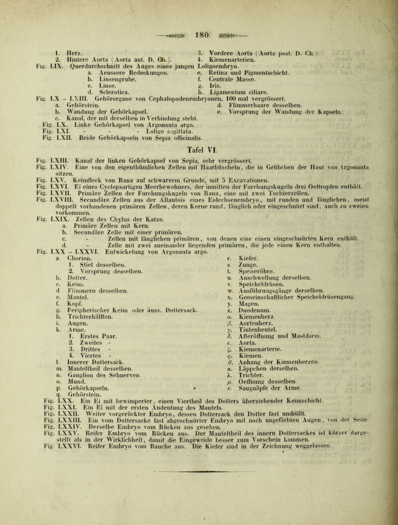 180 — 1. Herz. 3. Vordere Aorta (Aorta post. f). Oli.). 2. Hintere Aorta (Aorta ant. D. Oli.)'. 4. Kiemenarterien. Fia. LIX. Querdurchschnitt des Auges eines jungen Loligoembryo. a. Aeussere Bedeckungen. e. Retina und Pigmenlschichl b. Linsengrube. f. Centrale Masse. c. Linse. Iris. d. Sclerotica. h. Ligamentum ciliare. Fig. LX - LXIH. Gehörorgane von Cephalopodeuembryonen, 100 mal vergrössert. a. Gehörstein. d. Flimmerhaare desselben. b. Wandung der Gehörkapsel. e. Vorsprung der Wandung der Kapseln. c. Kanal, der mit derselben in Verbindung steht. Fig. LX. Linke Gehörkapsel von Argonauta argo. F’ig. LXI. - - - Loligo s.igittata. Fig LXII. Beide Gehörkapseln von Sepia officinalis. Tafel VI. Fig. LXIH. Kanal' der linken Gehörkapsel von Sepia, sehr vergrössert. Fig. LXIV. Eine von den eigenthümlichen Zellen mit Haarbüscheln, die in Grübchen der Haut von Argonaula sitzen. Fig. LXV. Keimfleck von Rana auf schwarzem Grunde, mit 5 Excavationeu. Fig. LXVI. Ei eines Cyclopsartigen Meerbewohners, der inmitten der F’urchungskugeln drei Oellropfen entliält. Fig. LXVH. Primäre Zellen der Furchungskugeln von Rana, eine mit zwei Tochterzellen. Fig. LXVHI. Secundäre Zellen aus der Allaniois eines Eidechsenembryo, mit runden und länglichen, meist doppelt vorhandenen primären Zellen, deren Kerne rund, länglich oder eingeschnürt sind, auch zu zweien Vorkommen. Fig. LXIX. Zellen des Chylus der Katze. a. Primäre Zellen mit Kern. b. Secundäre Zelle mit einer primären. c. - Zellen mit länglichen primären, von denen eine einen einge.schnürlen Kern eiilhäll. d. - Zelle mit zwei aneinander liegenden primären, die jede einen Kern enthalten. Fig. LXX - LXXVI. Entwickelung von .Argonauta argo. a. Chorion. r. Kiefer. 1. Stiel desselben. s. Zunge. 2. Vorsprung desselben. t. Speiseröhre. b. Doller. u Anschwellung derselben. c. Keim. V. Speicheldrüsen. d Flimmern desselben. w. Ausführungsgänge derselben. e. Mantel. X. Gemeinschaftlicher Speicheldrüsengang. t. Kopf. y- Magen. a. Peripheriscber Keim oder äuss. Dollersack. z. Duodenum. h. Trichterhälften. a. Kiemenherz. i. Augen. ß- Aortenherz. k. •A rme. y- Tiutenbeutel. 1. Erstes Paar. 5. AfterötTuung und Masldarm. 2. Zweites - £. Aorta. 3. Drittes Kiemenarlerie. 4. ATertes - t]. Kiemen. l. Innerer Dollersack. ß. Anhang der Kiemenherzen. m. Manteltheil desselben. X. Läppchen derselben. n. Ganglion des Sehnerven. X. Trichter. 0. Mund. fl. Oetfnung desselben. P q- Gehörkapseln. • Gehörstein. V. Saugnäpie der Arme. Fig. LXX. Ein Ei mit bewimperter, einen Viertheil des Dotters überziehender Keimschicht. Fig. LXXI. Ein Ei mit der ersten Andeutung des Mantels. Fig. LXXH. Weiler vorgerückter Embryo, dessen Dollersack den Dotter fast umhüllt. Fig. LXXIH. Ein vom Doltersacke fast abgeschnürler Embryo mit noch ungefärbten Augen, m)ii der Seile. Fig. LXXIV. Derselbe Embryo vom Rücken aus gesehen. Fig. LXXV. Reifer Embryo vom Rücken aus. Der Manleltbeil des innern Doltersackes ist kürzer darge- stellt als in der Wirklicbheit, damit die Eingeweide besser zum Vorschein kommen. Fig. LXXVI. Reifer Embryo vom Bauche aus. Die Kiefer sind in der Zeichnung weggelassen.