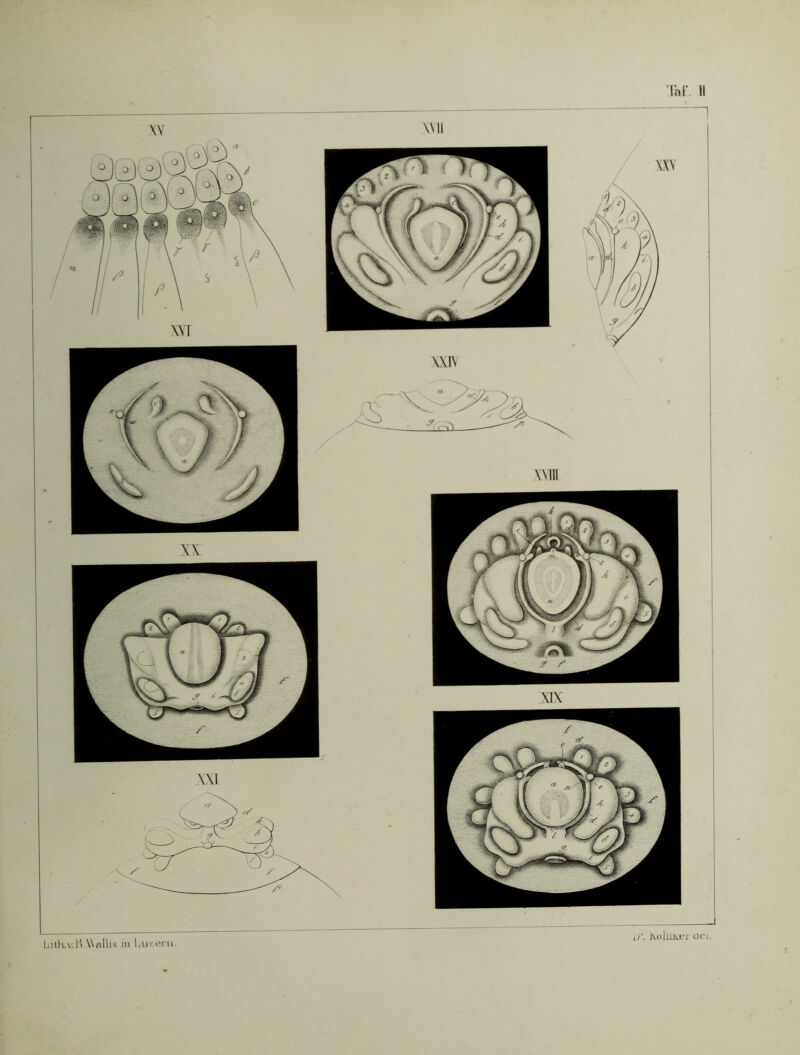 l'oF II KoluKer an. liilliA.H.WdlliR Hl Lu'/.cni )