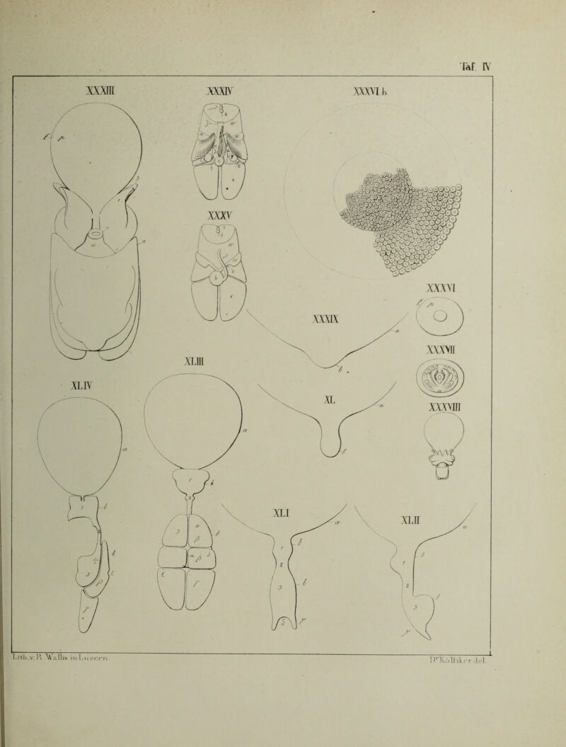 xxm xxxi\ WWI h allis in -rn.