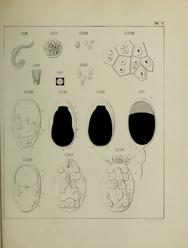 läf M L\m lAXII IA\II LAM mu lAVlII 1AI\- i; ' lAM IA\