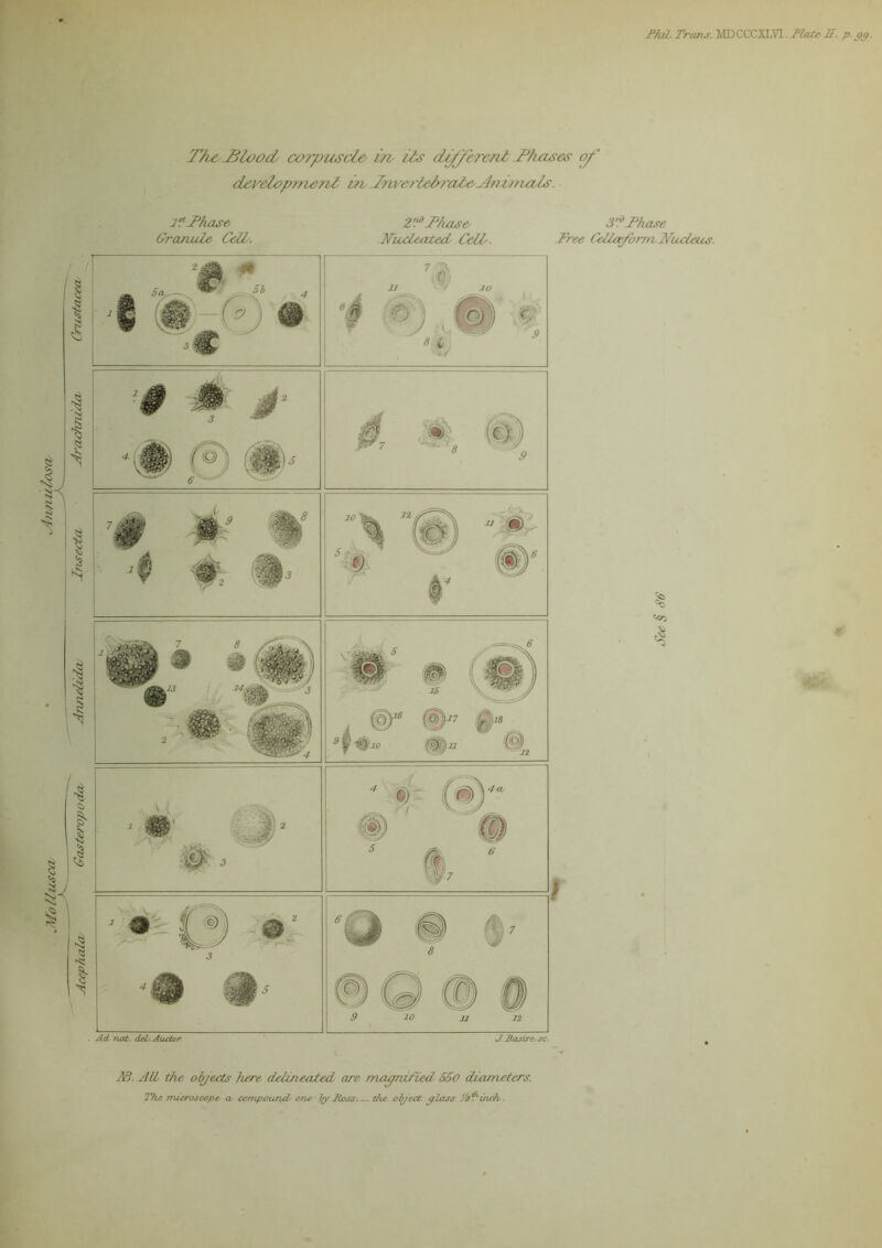 7°///. Trans. MD C CCXEV1. State Hpjg. The jPlood corpuscle in ils dfjeretit Phases of development in JraterlehrctteNnitnais. 1 l Phase. 2'P Phase 3^Phase Granule Cell/. Nucleated Celt- Nee Cella/orm Nucleus. IB. ALL the objects here delineated are magni fied 550 diameters. The microscope a- compound one by Toss the object glass inch.