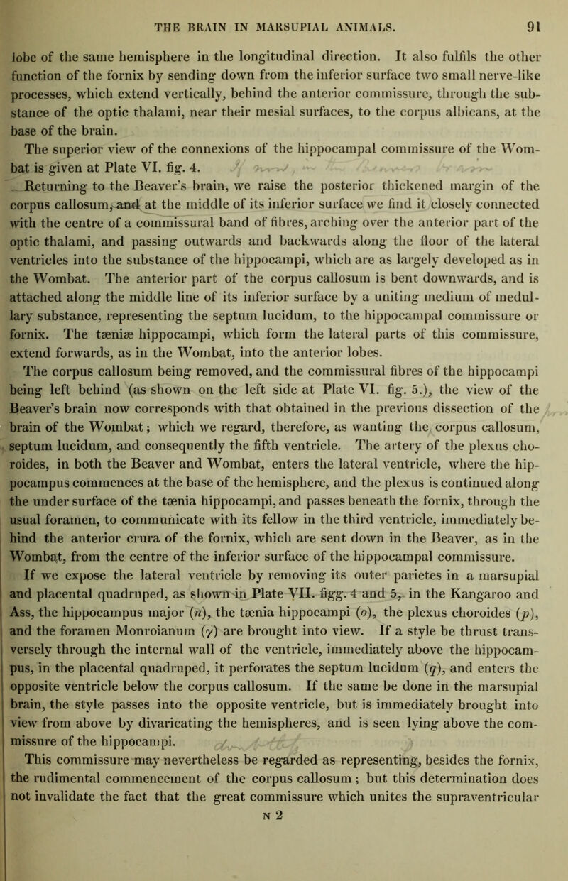 lobe of the same hemisphere in the longitudinal direction. It also fulfils the other function of the fornix by sending down from the inferior surface two small nerve-like processes, which extend vertically, behind the anterior commissure, through the sub- stance of the optic thalami, near their mesial surfaces, to the corpus albicans, at the base of the brain. The superior view of the connexions of the hippocampal commissure of the Wom- bat is given at Plate VI. fig. 4. Returning to the Beaver’s brain, we raise the posterior thickened margin of the corpus callosum,-and at the middle of its inferior surface we find it closely connected with the centre of a commissural band of fibres, arching over the anterior part of the optic thalami, and passing outwards and backwards along the floor of the lateral ventricles into the substance of the hippocampi, which are as largely developed as in the Wombat. The anterior part of the corpus callosum is bent downwards, and is attached along the middle line of its inferior surface by a uniting medium of medul- lary substance, representing the septum lucidum, to the hippocampal commissure or fornix. The teeniee hippocampi, which form the lateral parts of this commissure, extend forwards, as in the Wombat, into the anterior lobes. The corpus callosum being removed, and the commissural fibres of the hippocampi being left behind (as shown on the left side at Plate VI. fig. 5.), the view of the Beaver’s brain now corresponds with that obtained in the previous dissection of the brain of the Wombat; which we regard, therefore, as wanting the corpus callosum, septum lucidum, and consequently the fifth ventricle. The artery of the plexus cho- roides, in both the Beaver and Wombat, enters the lateral ventricle, where the hip- pocampus commences at the base of the hemisphere, and the plexus is continued along the under surface of the toenia hippocampi, and passes beneath the fornix, through the usual foramen, to communicate with its fellow in the third ventricle, immediately be- hind the anterior crura of the fornix, which are sent down in the Beaver, as in the Wombat, from the centre of the inferior surface of the hippocampal commissure. If we expose the lateral ventricle by removing its outer parietes in a marsupial and placental quadruped, as shown in Plate VII. figg. 4 and 5, in the Kangaroo and Ass, the hippocampus major (n), the taenia hippocampi (o), the plexus choroides (p), and the foramen Monroianum (y) are brought into view. If a style be thrust trans- versely through the internal wall of the ventricle, immediately above the hippocam- pus, in the placental quadruped, it perforates the septum lucidum (q), and enters the opposite ventricle below the corpus callosum. If the same be done in the marsupial brain, the style passes into the opposite ventricle, but is immediately brought into view from above by divaricating the hemispheres, and is seen lying above the com- missure of the hippocampi. This commissure may nevertheless be regarded as representing, besides the fornix, the rudimental commencement of the corpus callosum; but this determination does not invalidate the fact that the great commissure which unites the supraventricular n 2