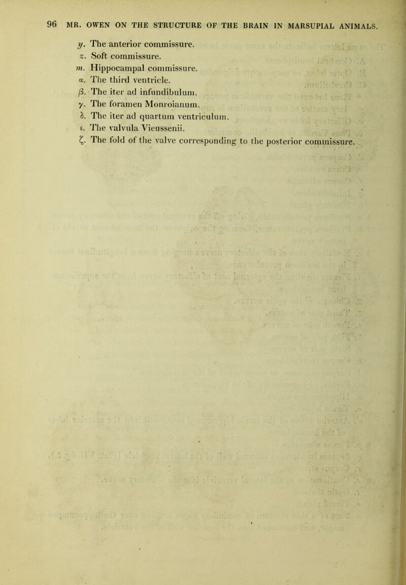 y. The anterior commissure. z. Soft commissure. m. Hippocampal commissure. «. The third ventricle. |3. The iter ad infundibulum, y. The foramen Monroianum. S. The iter ad quartum ventriculmn. g. The valvula Vieussenii. The fold of the valve corresponding to the posterior commissure.