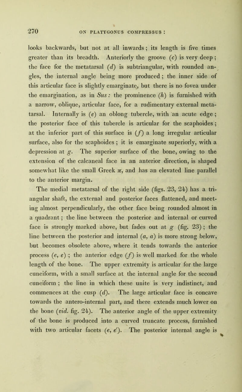 looks backwards, but not at all inwards; its length is five times greater than its breadth. Anteriorly the groove (c) is very deep ; the face for the metatarsal (d) is subtriangular, with rounded an- gles, the internal angle being more produced ; the inner side of this articular face is slightly emarginate, but there is no fovea under the emargination, as in Sus: the prominence (Ji) is furnished with a narrow, oblique, articular face, for a rudimentary external meta- tarsal. Internally is (e) an oblong tubercle, with an acute edge ; the posterior face of this tubercle is articular for the scaphoides ; at the inferior part of this surface is (f) a long irregular articular surface, also for the scaphoides ; it is emarginate superiorly, with a depression at g. The superior surface of the bone, owing to the extension of the calcaneal face in an anterior direction, is shaped somewhat like the small Greek 7r, and has an elevated line parallel to the anterior margin. The medial metatarsal of the right side (figs. 23, 24) has a tri- angular shaft, the external and posterior faces flattened, and meet- ing almost perpendicularly, the other face being rounded almost in a quadrant; the line between the posterior and internal or curved face is strongly marked above, but fades out at g (fig. 23) ; the line between the posterior and internal (a, a) is more strong below, but becomes obsolete above, where it tends towards the anterior process (e, e) ; the anterior edge (/) is well marked for the whole length of the bone. The upper extremity is articular for the large cuneiform, with a small surface at the internal angle for the second cuneiform ; the line in which these unite is very indistinct, and commences at the cusp (d). The large articular face is concave towards the antero-internal part, and there extends much lower on the bone (vid. fig. 24). The anterior angle of the upper extremity of the bone is produced into a curved truncate process, furnished with two articular facets (e, e'). The posterior internal angle is
